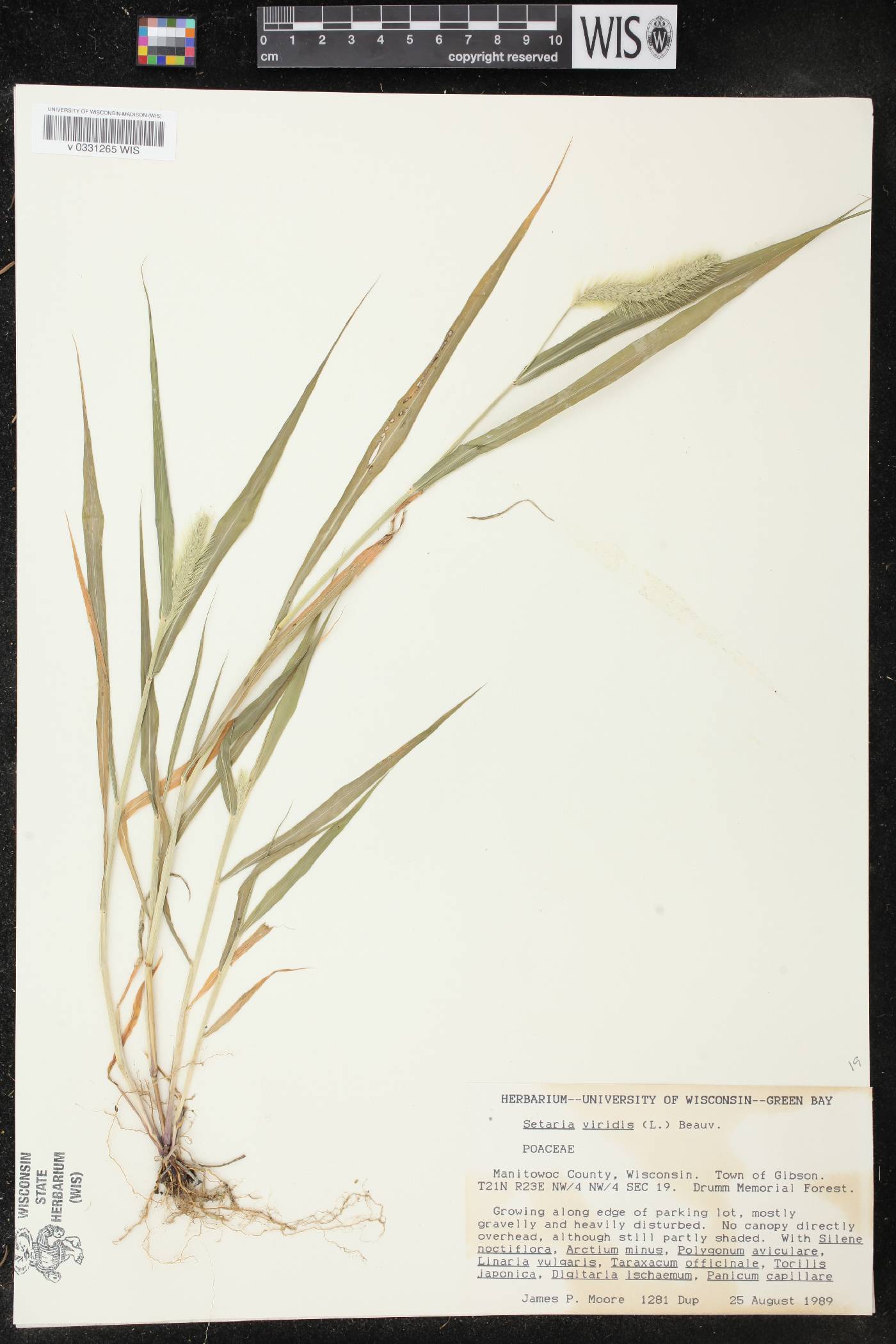 Setaria viridis image