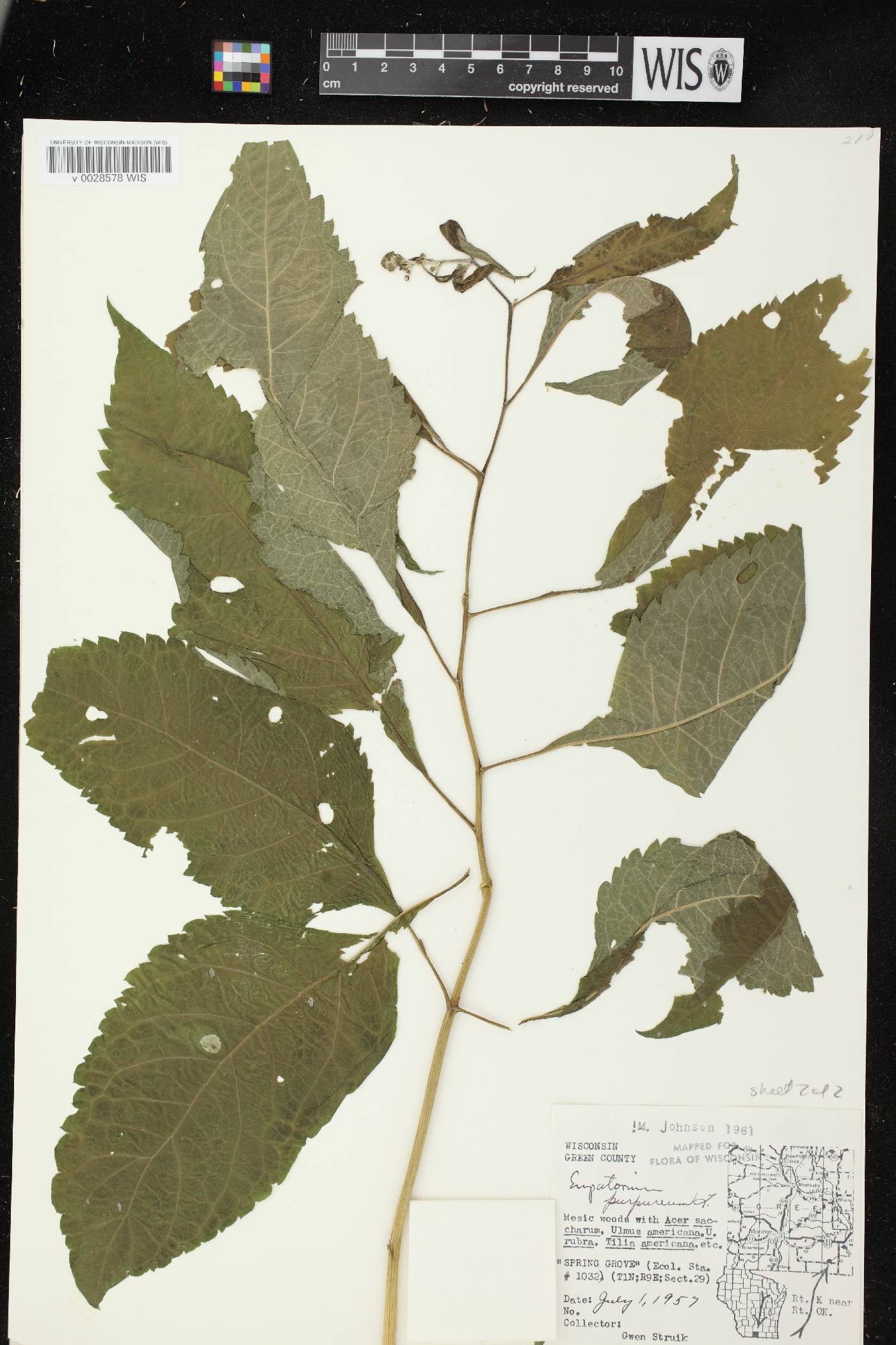 Eutrochium purpureum image