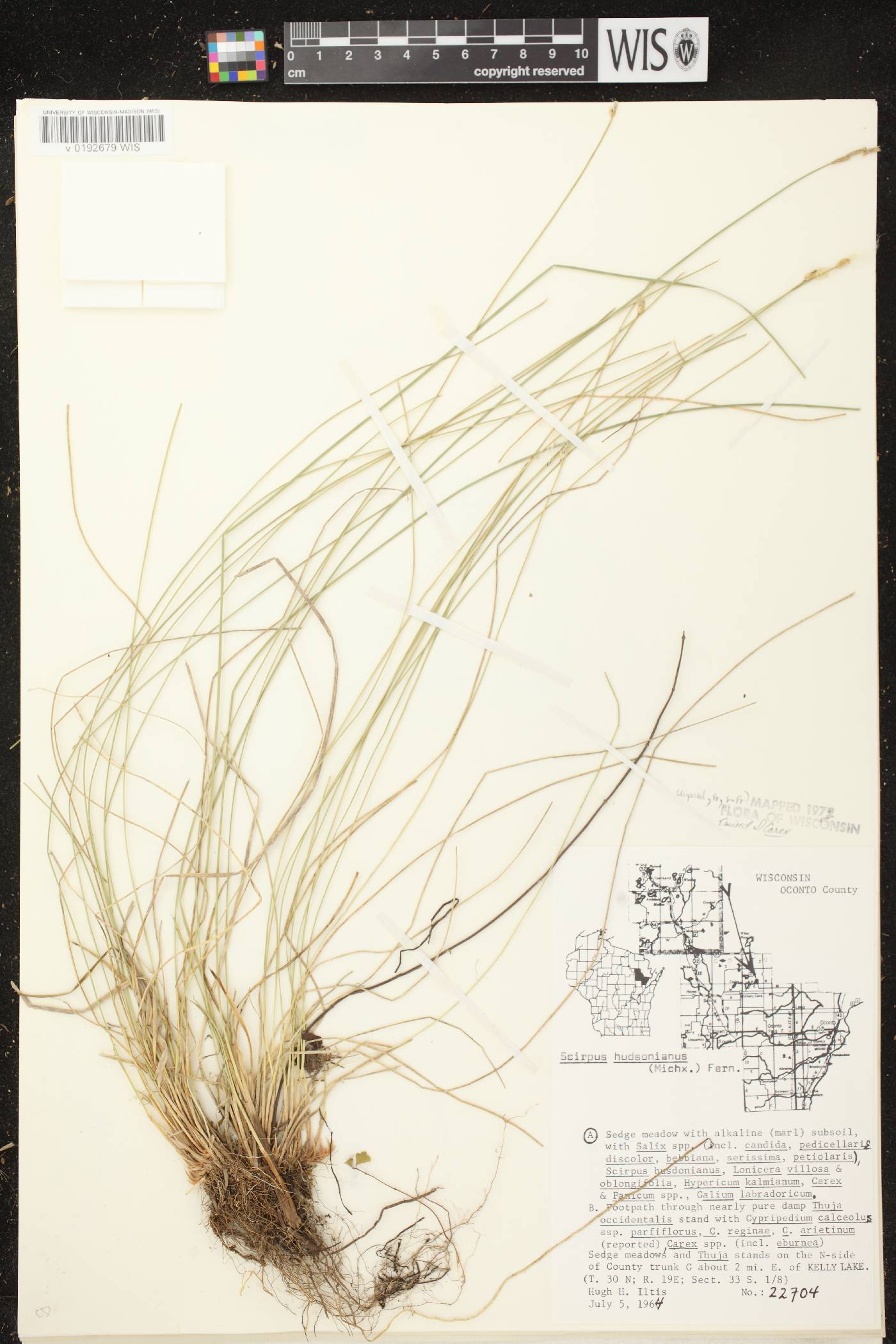 Trichophorum alpinum image
