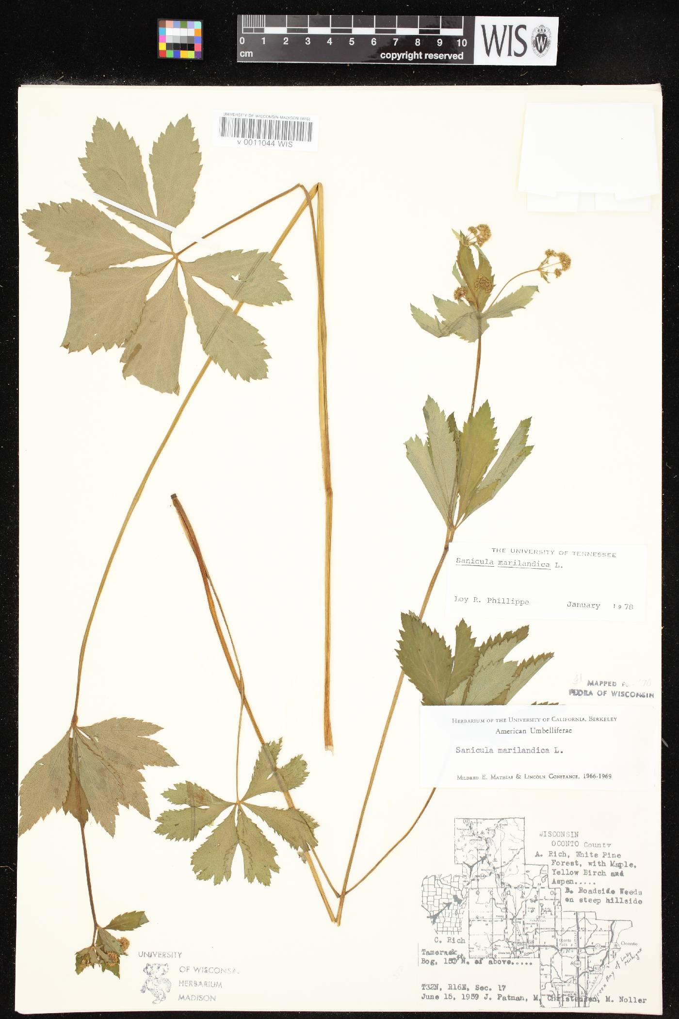 Sanicula marilandica image