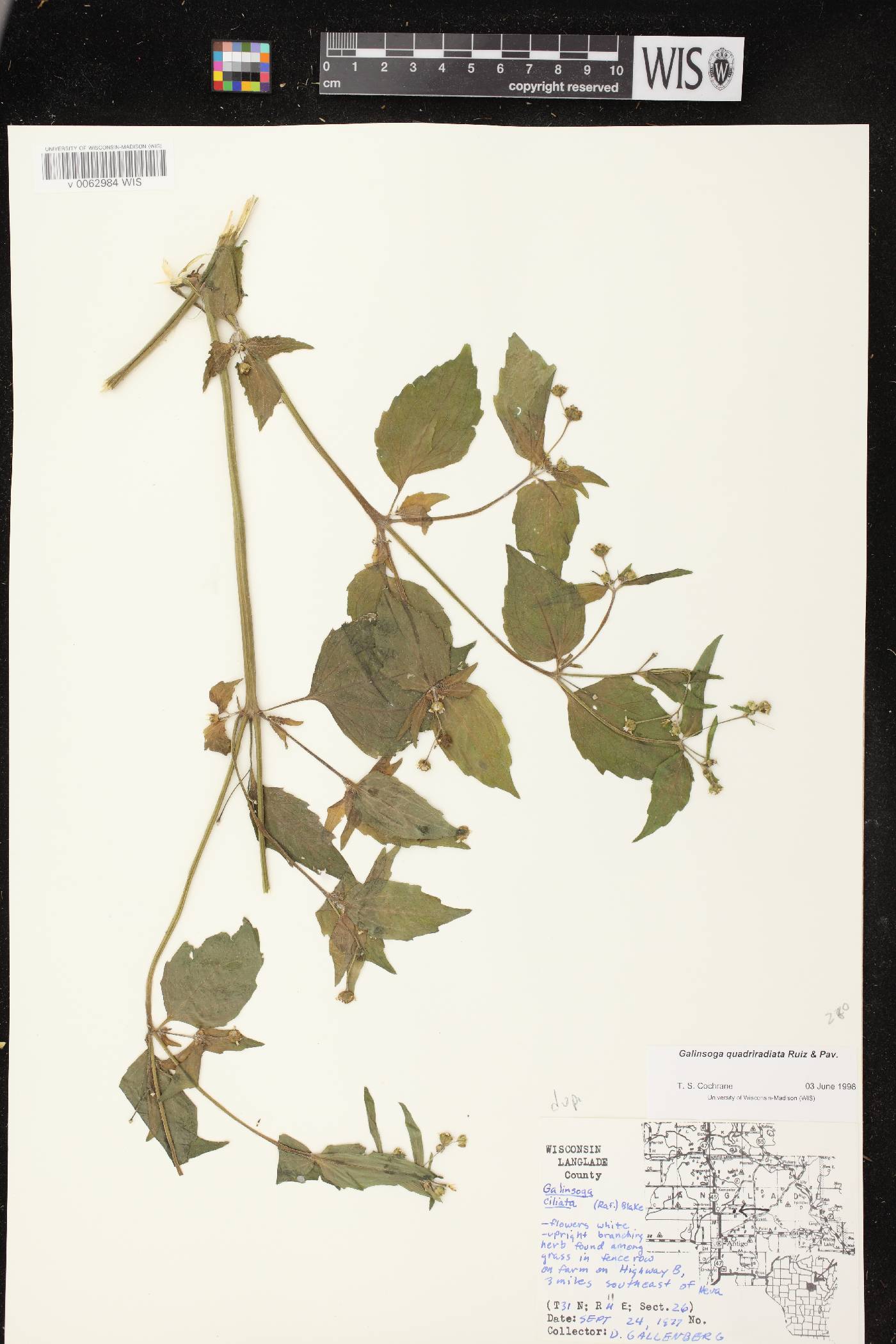 Galinsoga quadriradiata image
