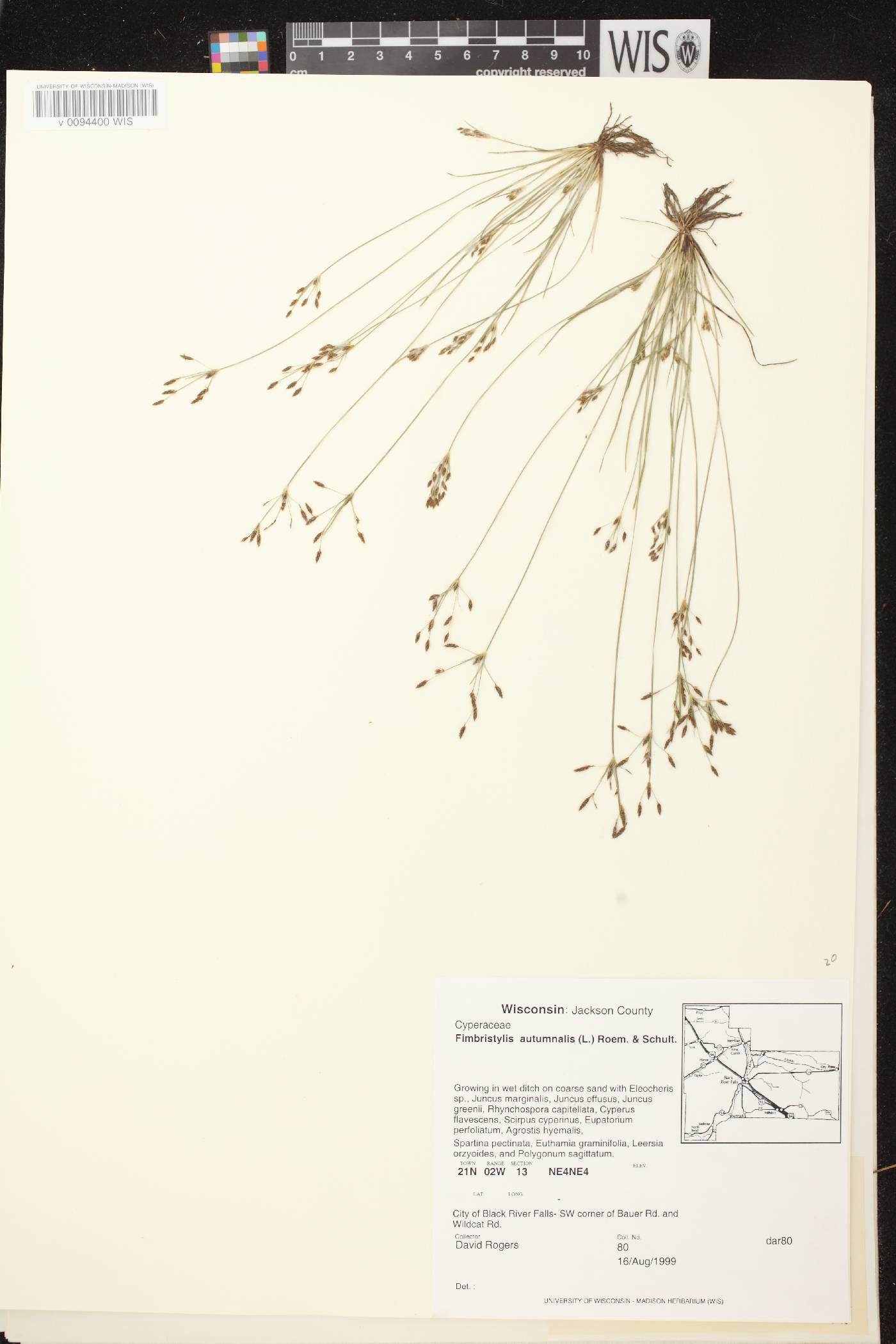 Fimbristylis autumnalis image
