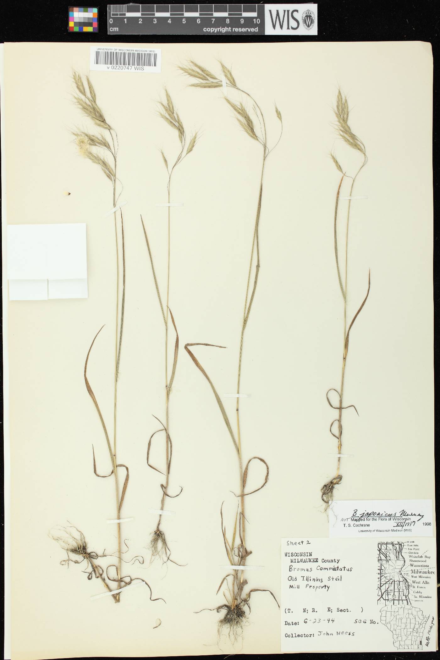 Bromus arvensis image
