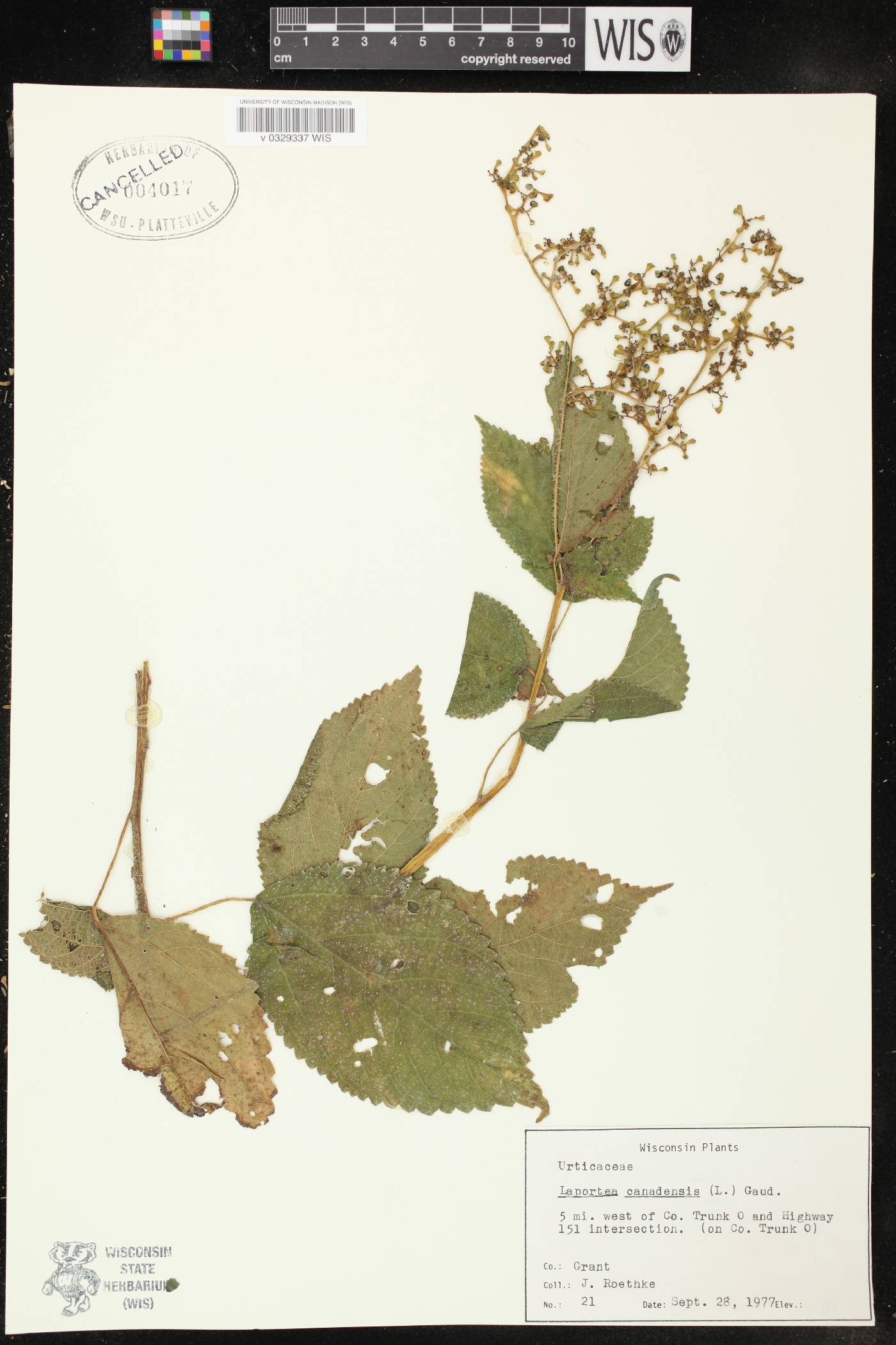 Laportea canadensis image