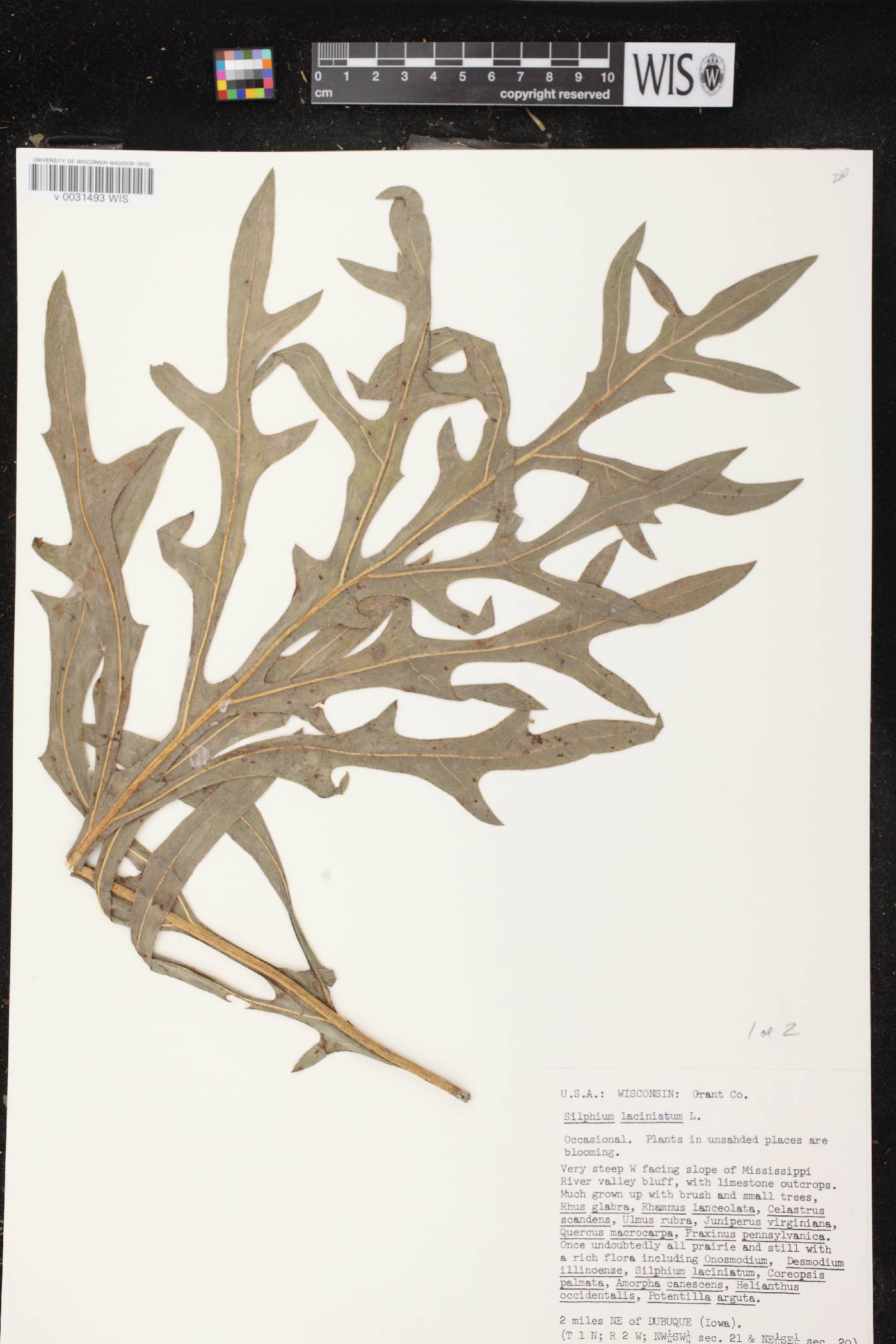 Silphium laciniatum image