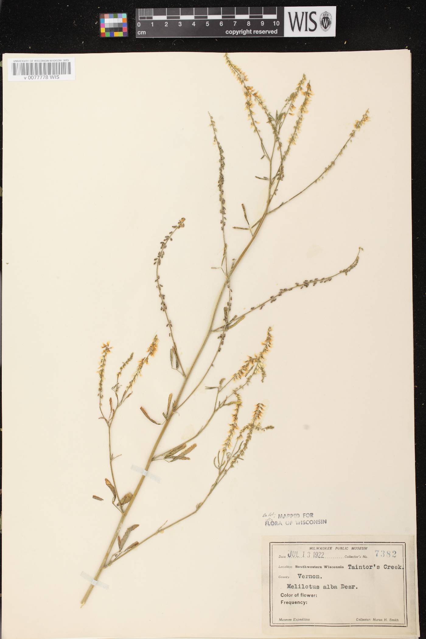 Melilotus albus image