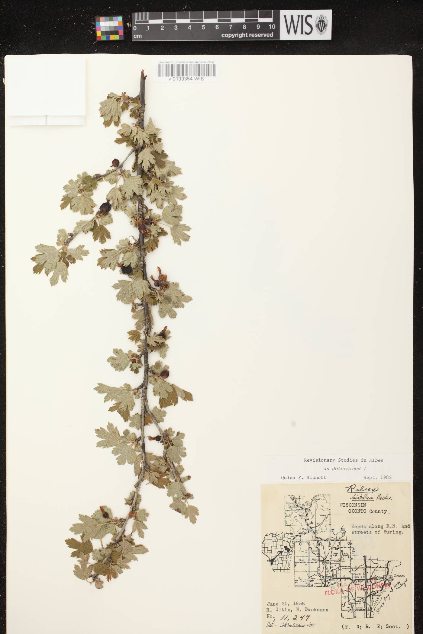 Ribes hirtellum image