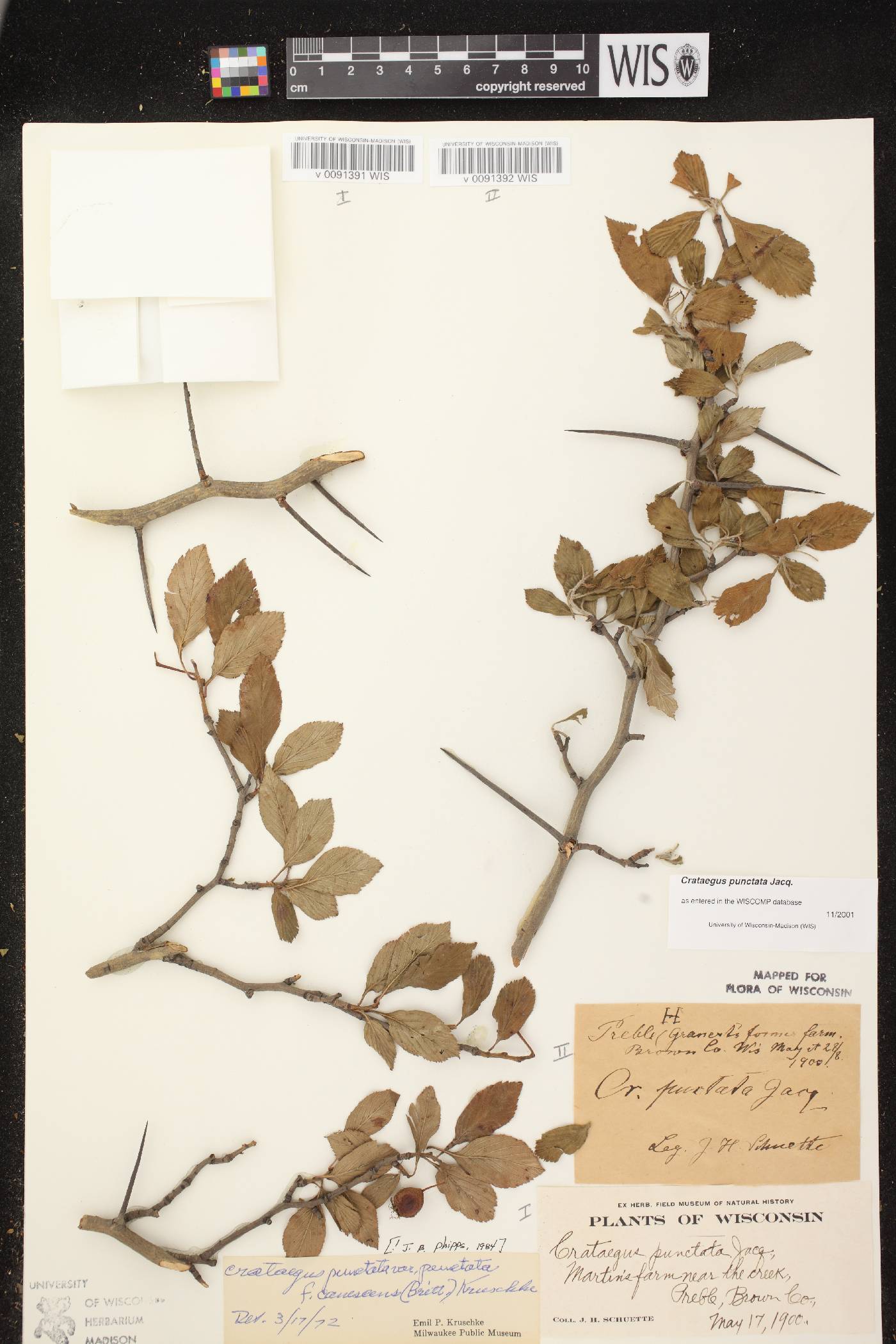Crataegus punctata image