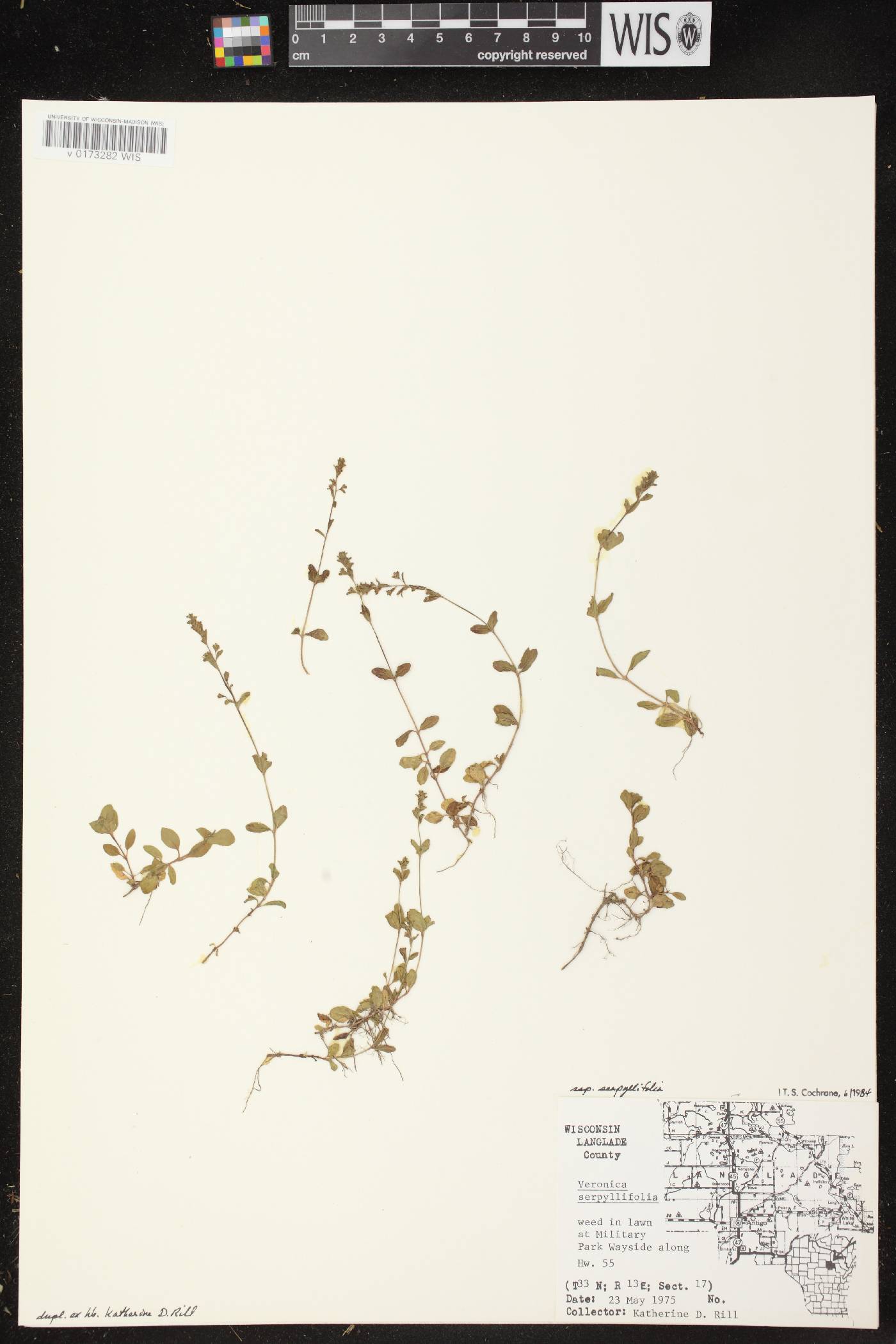 Veronica serpyllifolia subsp. serpyllifolia image
