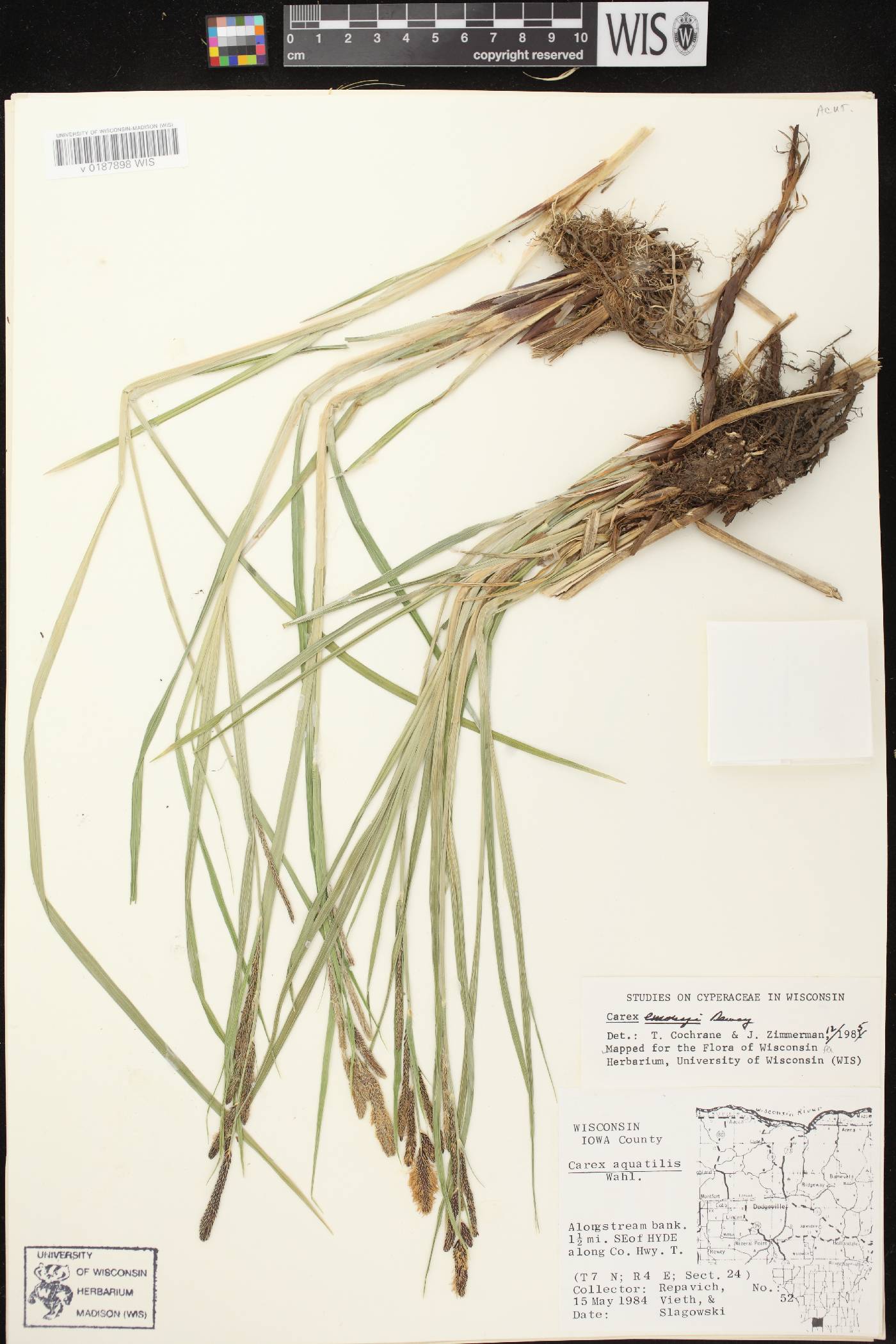 Carex emoryi image