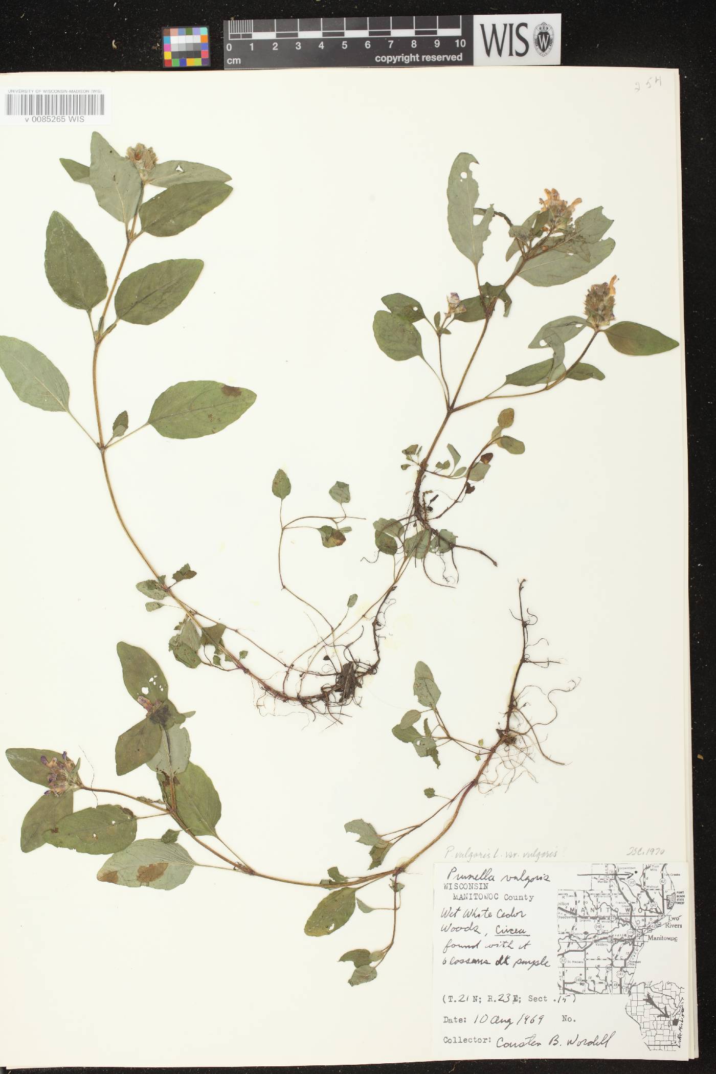 Prunella vulgaris image