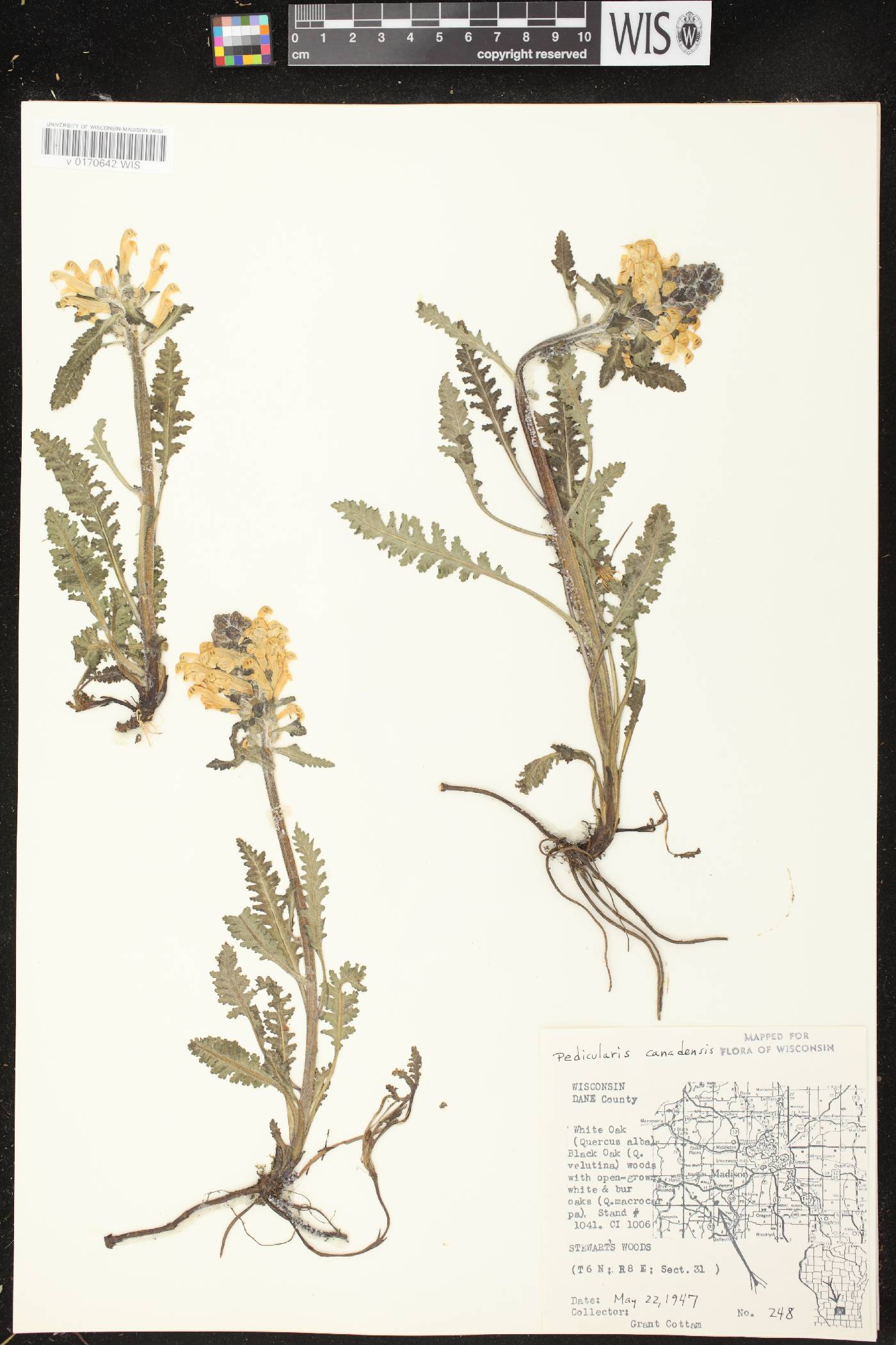Pedicularis canadensis subsp. canadensis image