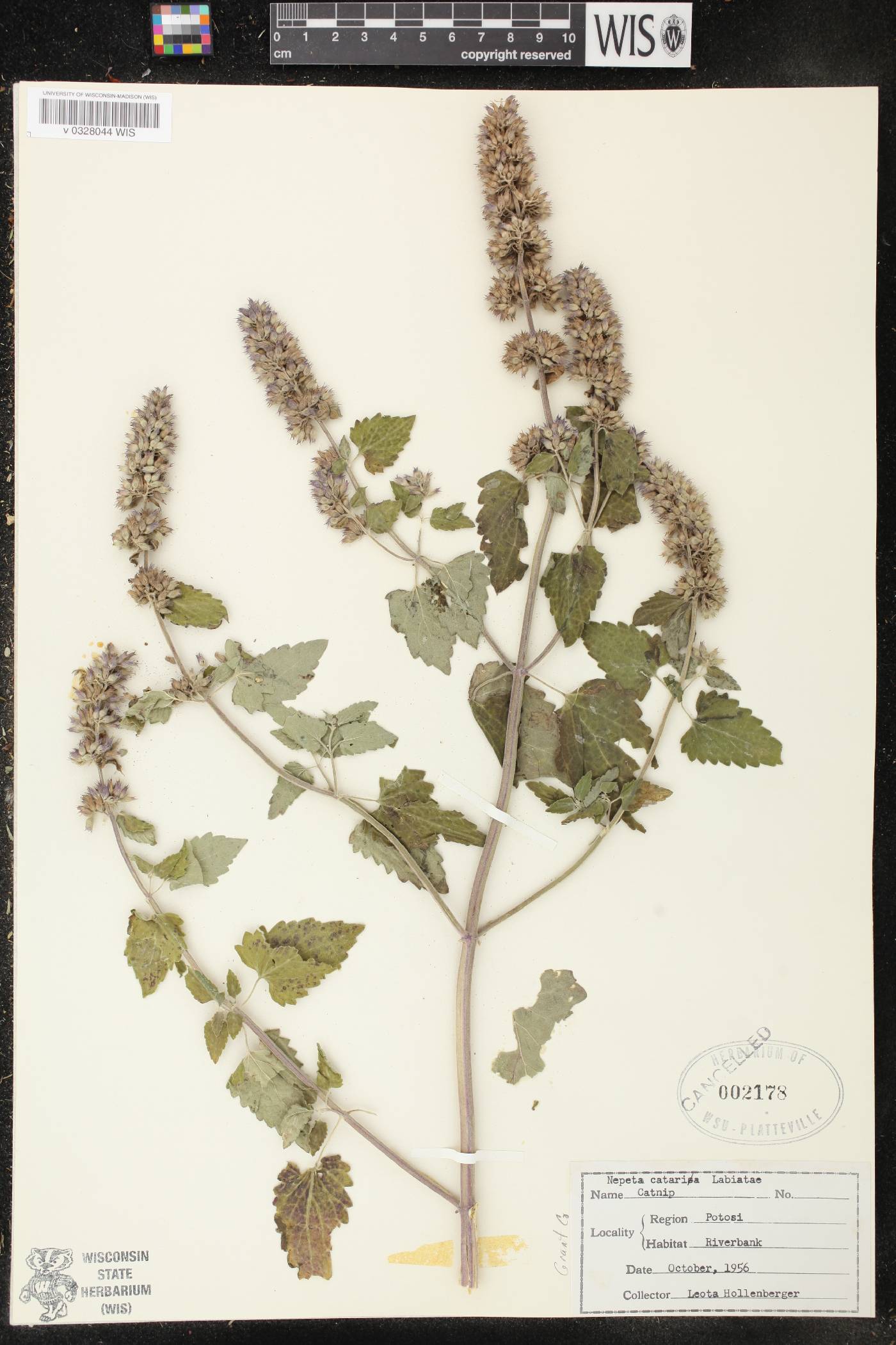 Nepeta cataria image
