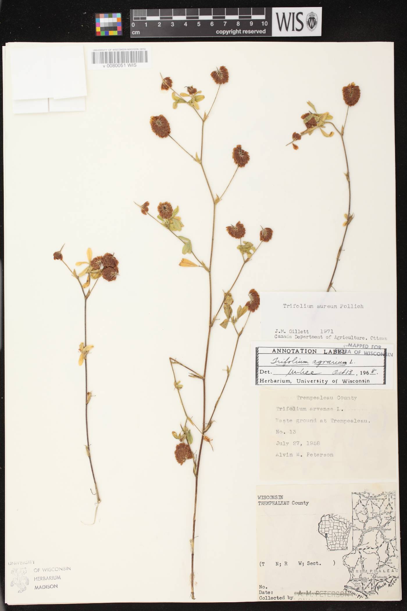 Trifolium aureum image