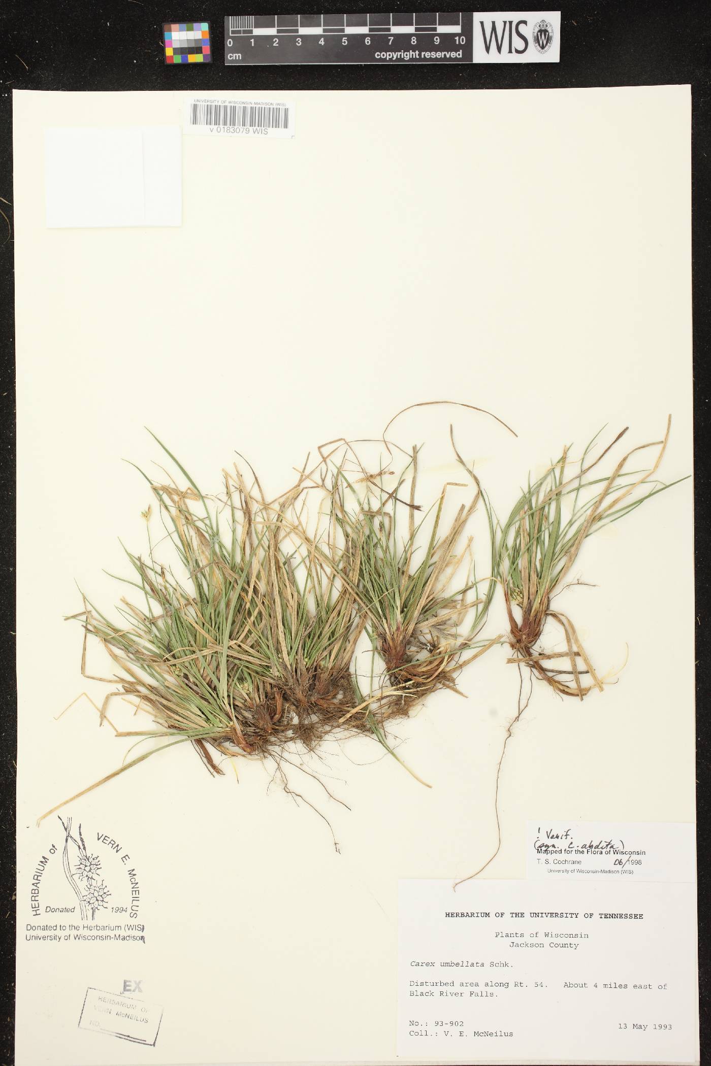 Carex umbellata image