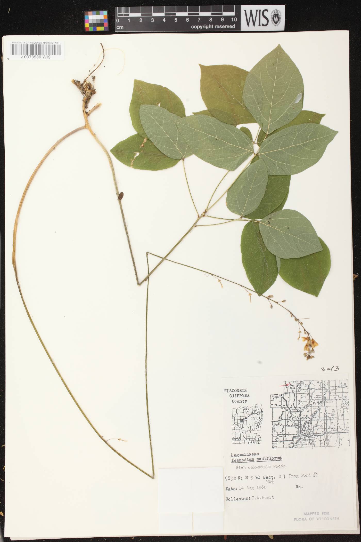 Hylodesmum nudiflorum image