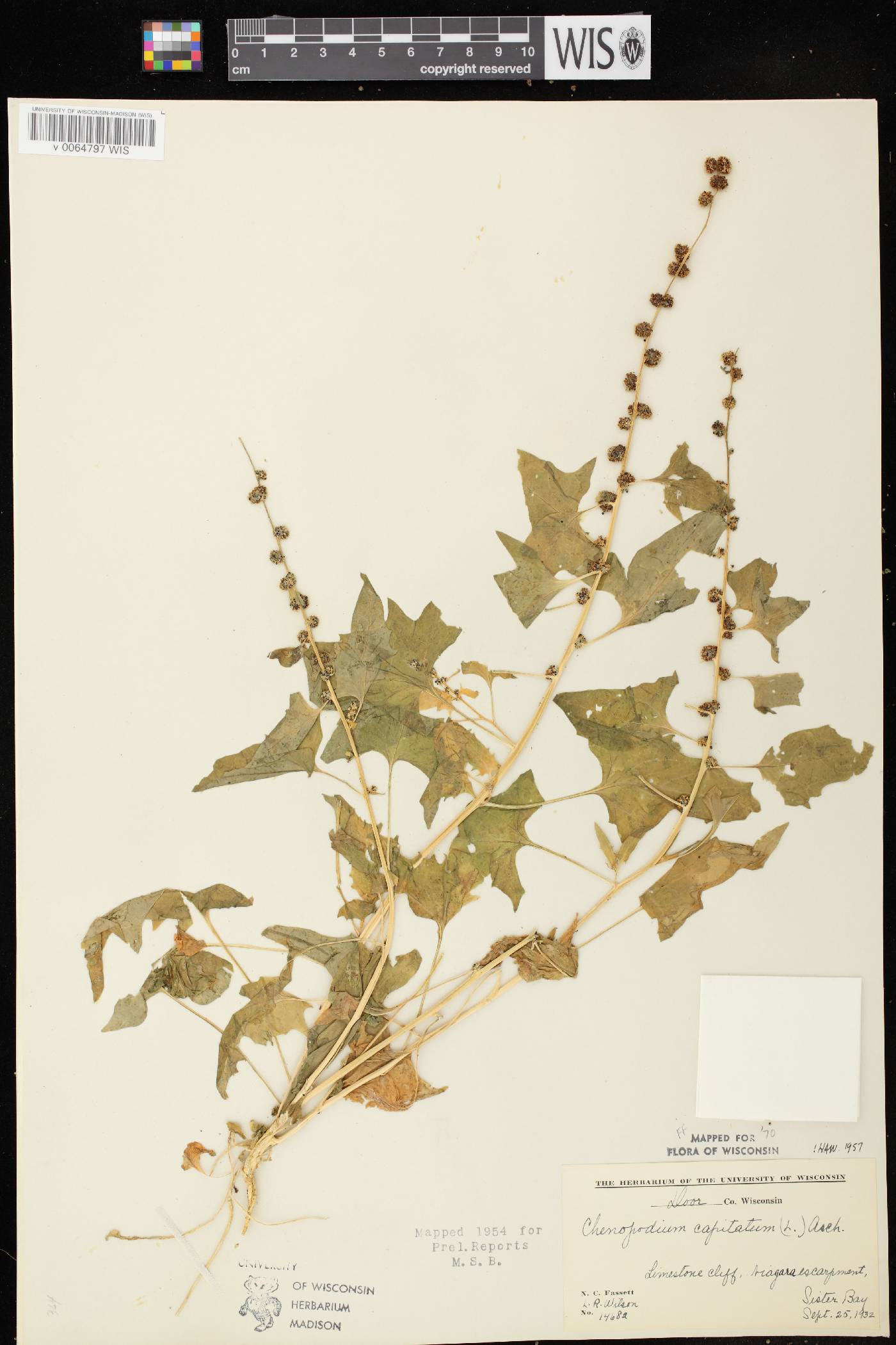 Chenopodium capitatum image