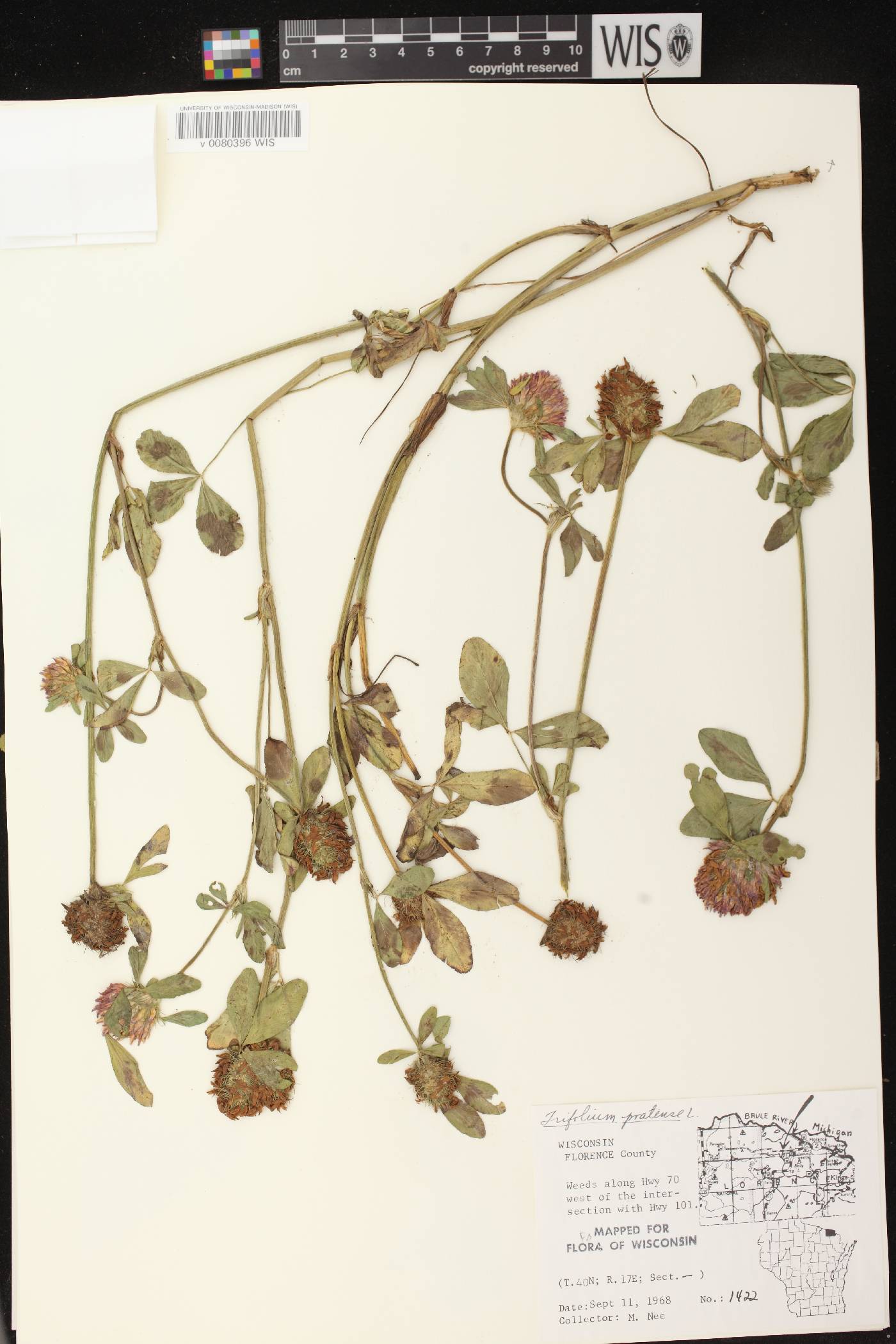 Trifolium pratense image
