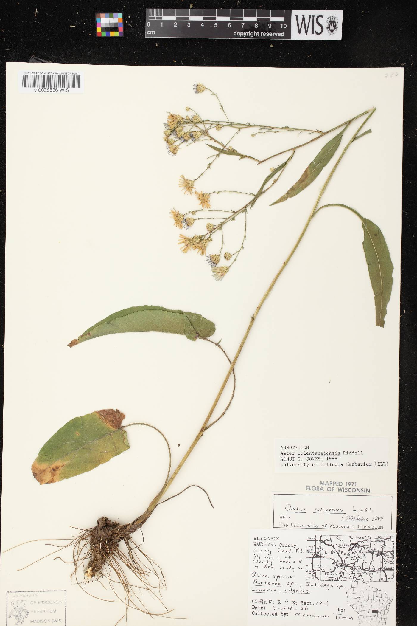 Symphyotrichum oolentangiense image