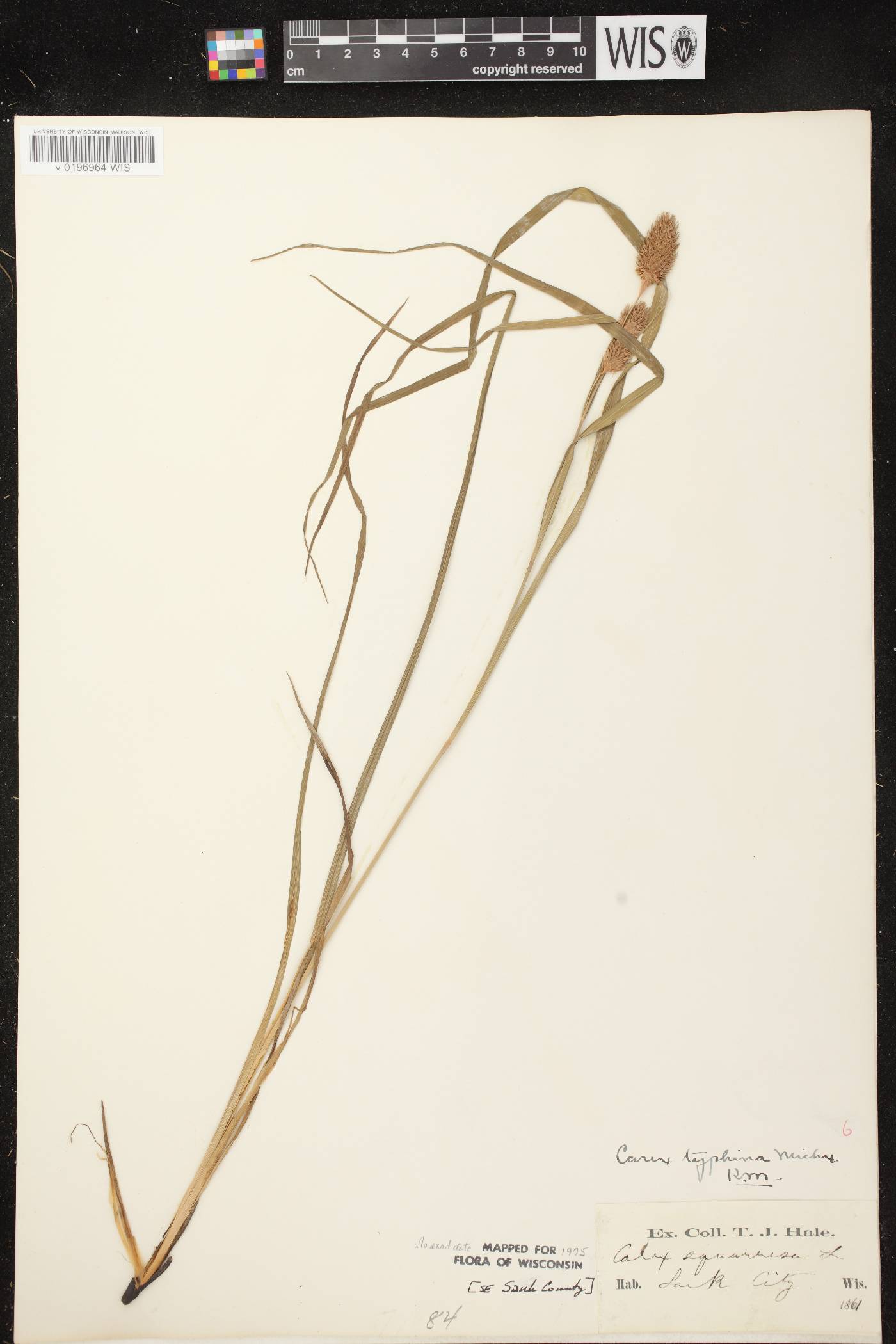 Carex typhina image