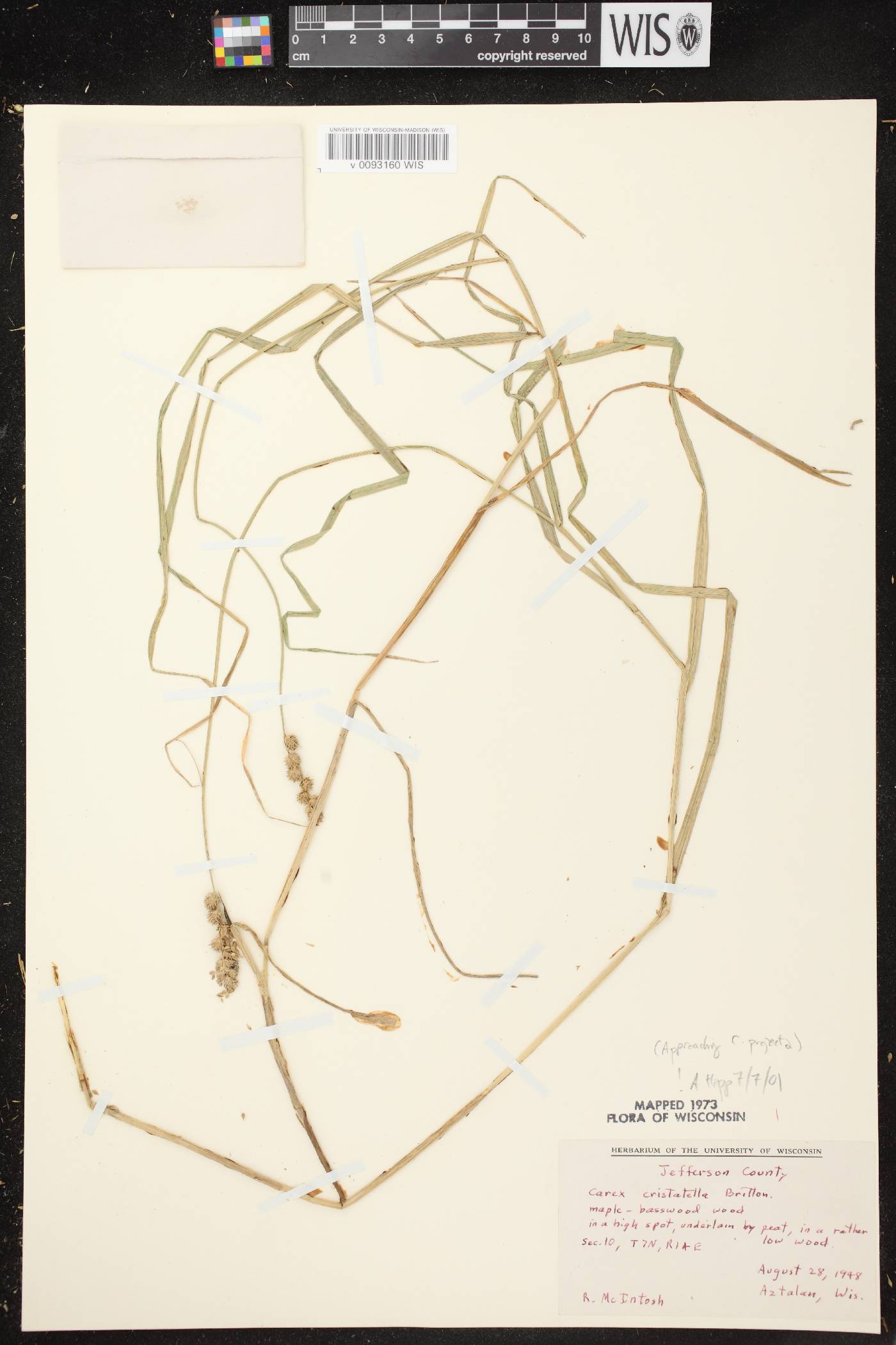 Carex cristatella image