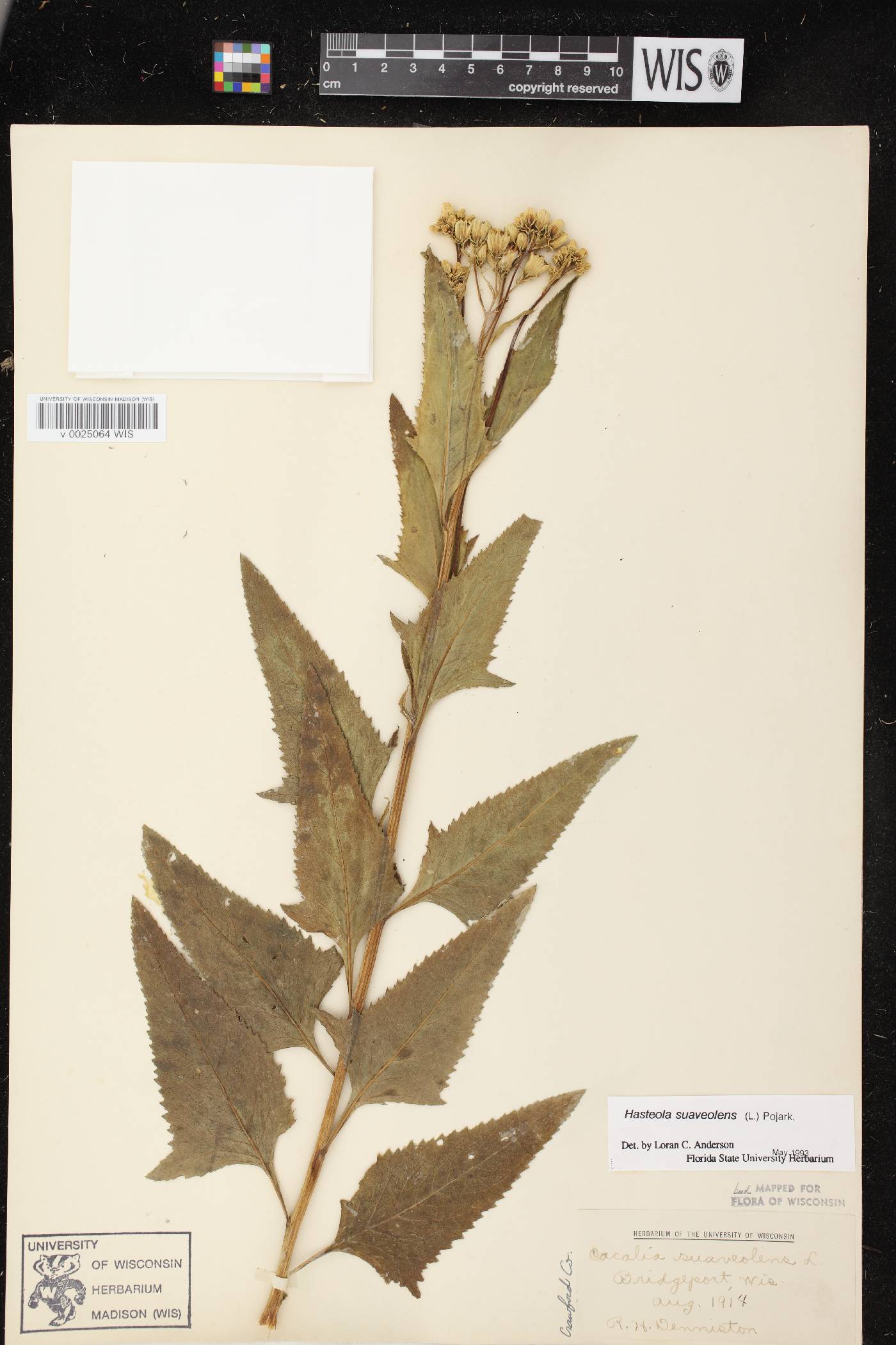 Hasteola suaveolens image