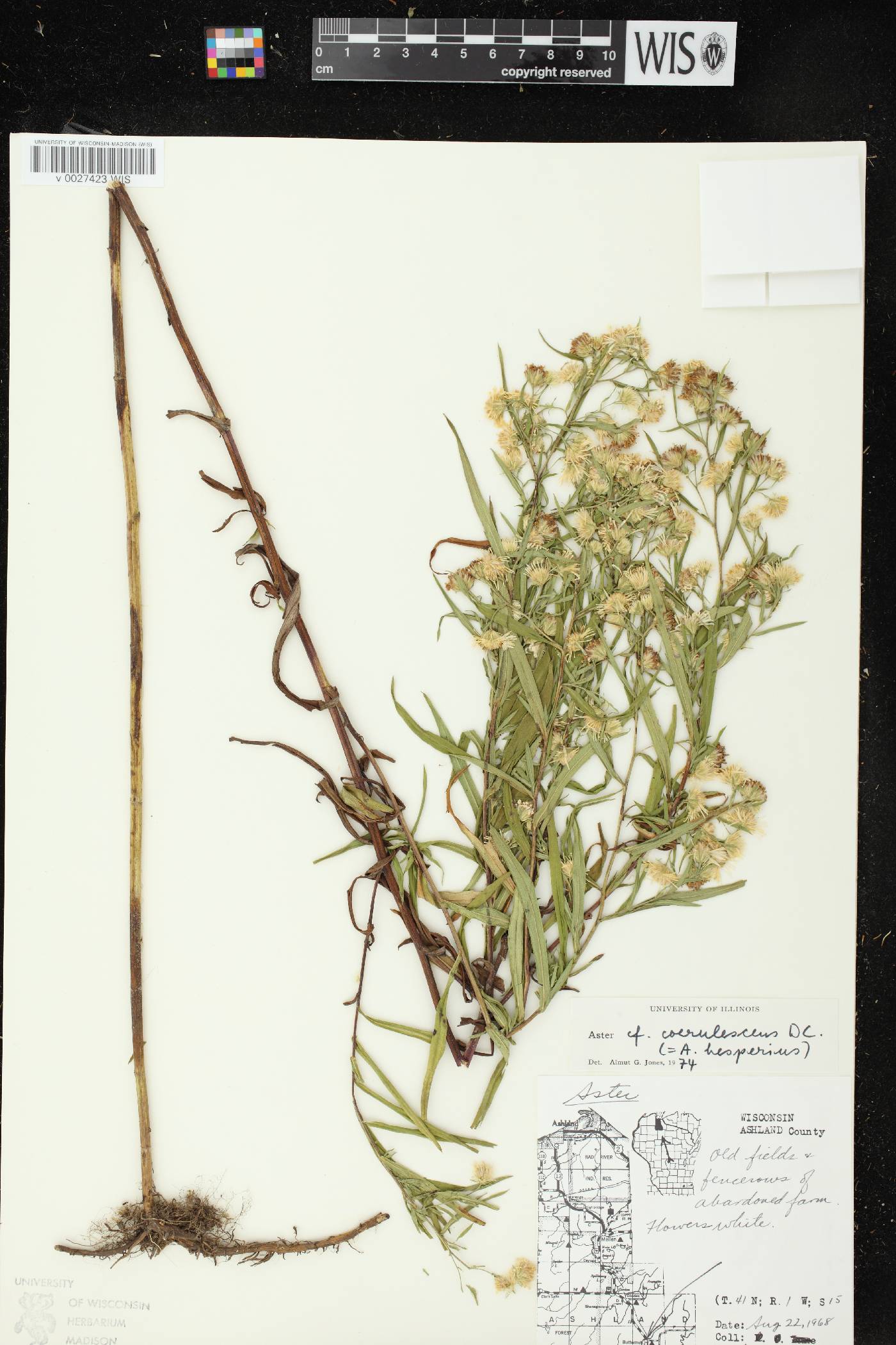 Symphyotrichum praealtum image