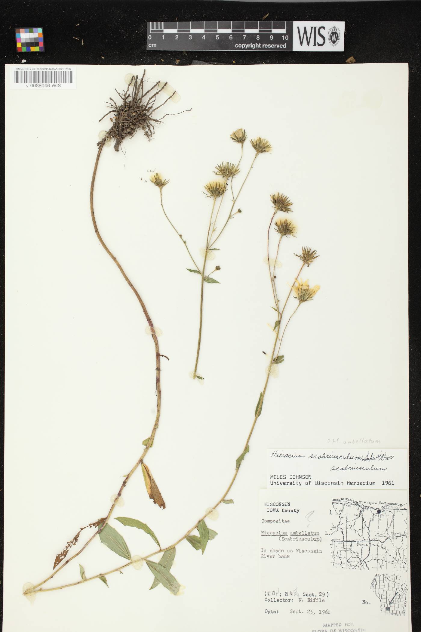 Hieracium umbellatum image