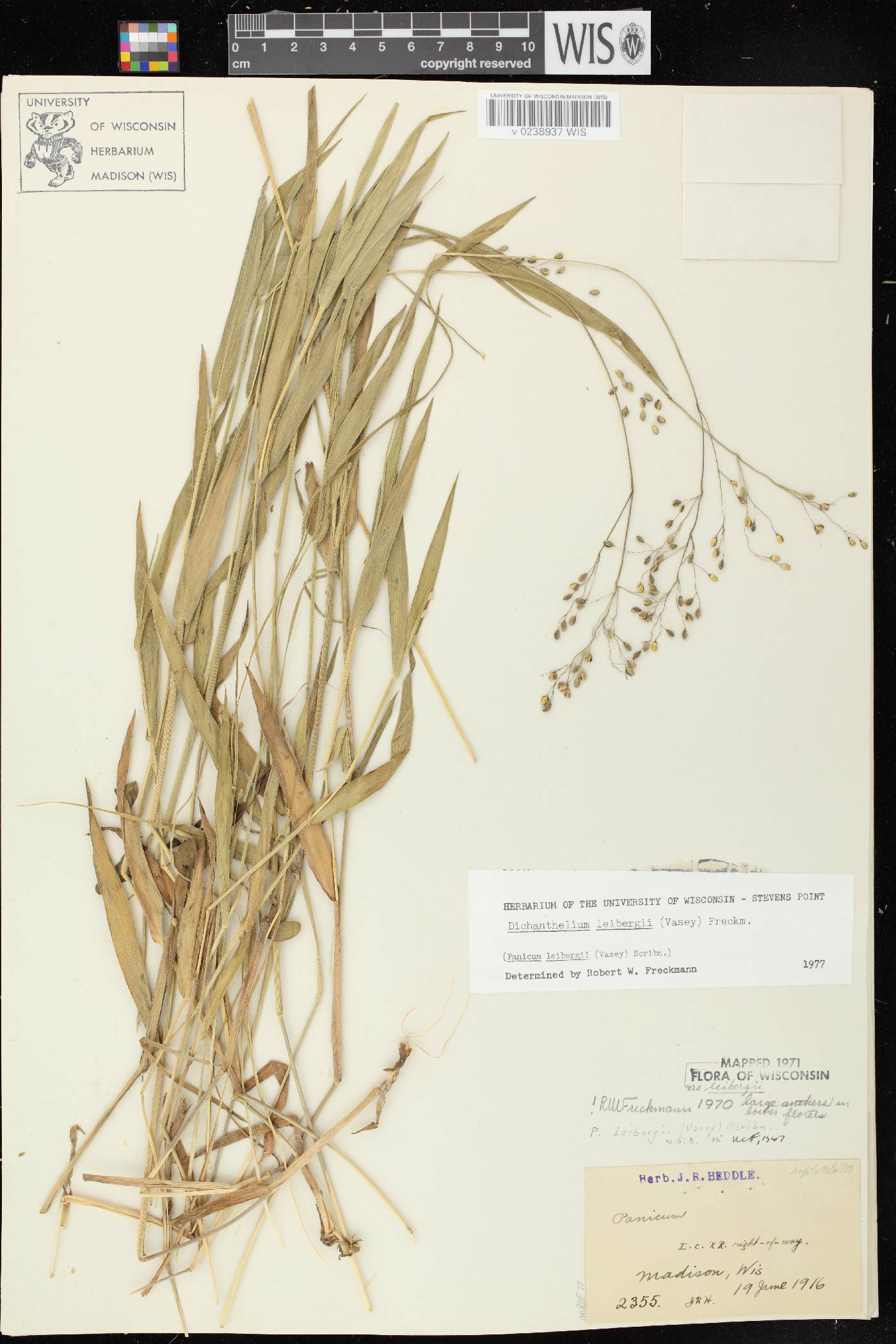 Dichanthelium leibergii image