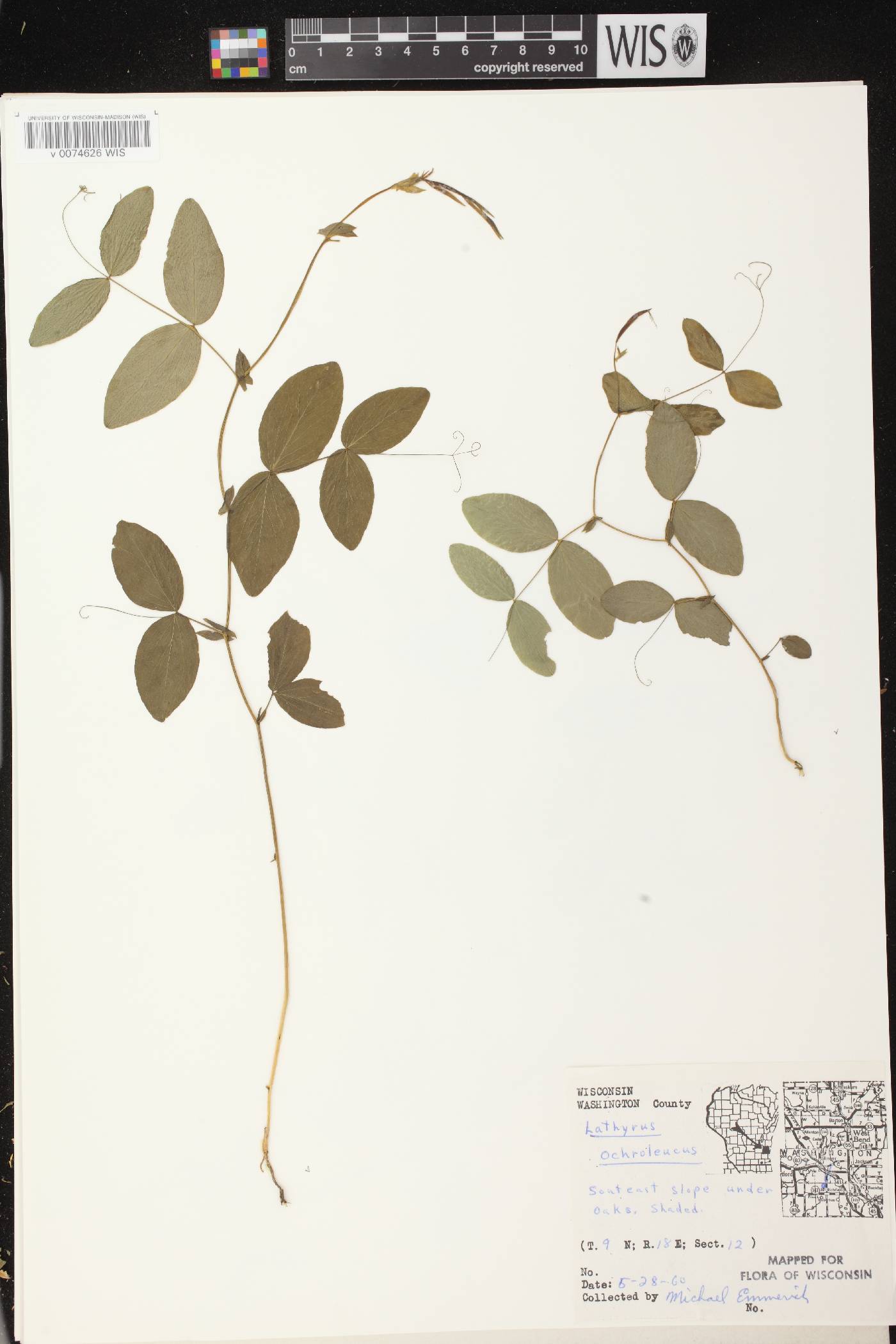 Lathyrus ochroleucus image