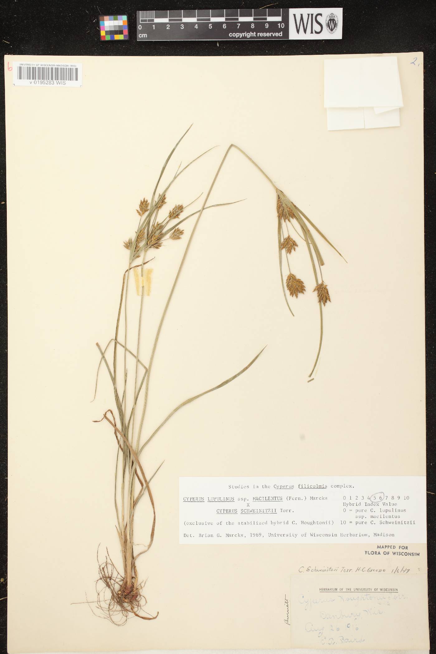 Cyperus lupulinus image