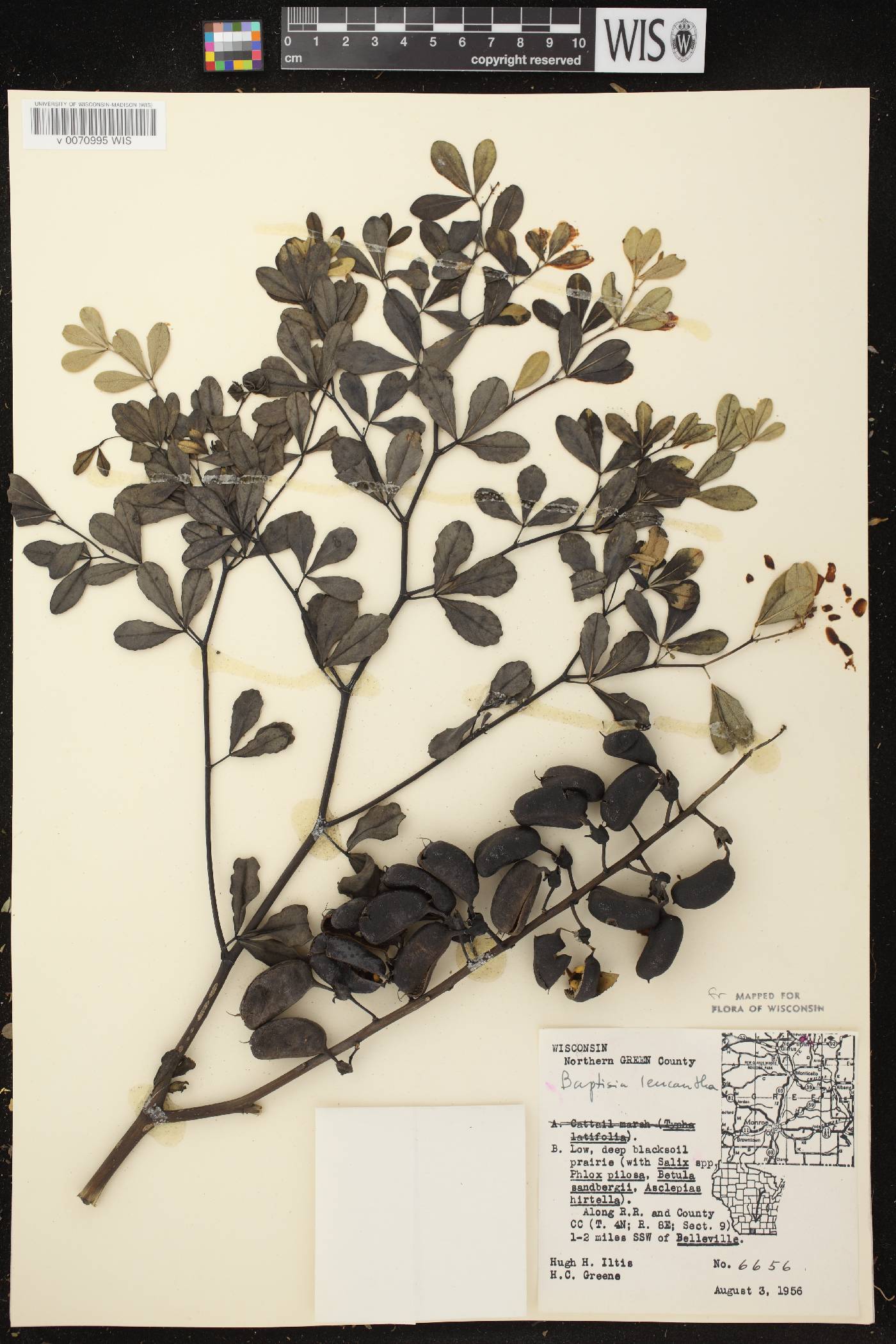 Baptisia lactea image