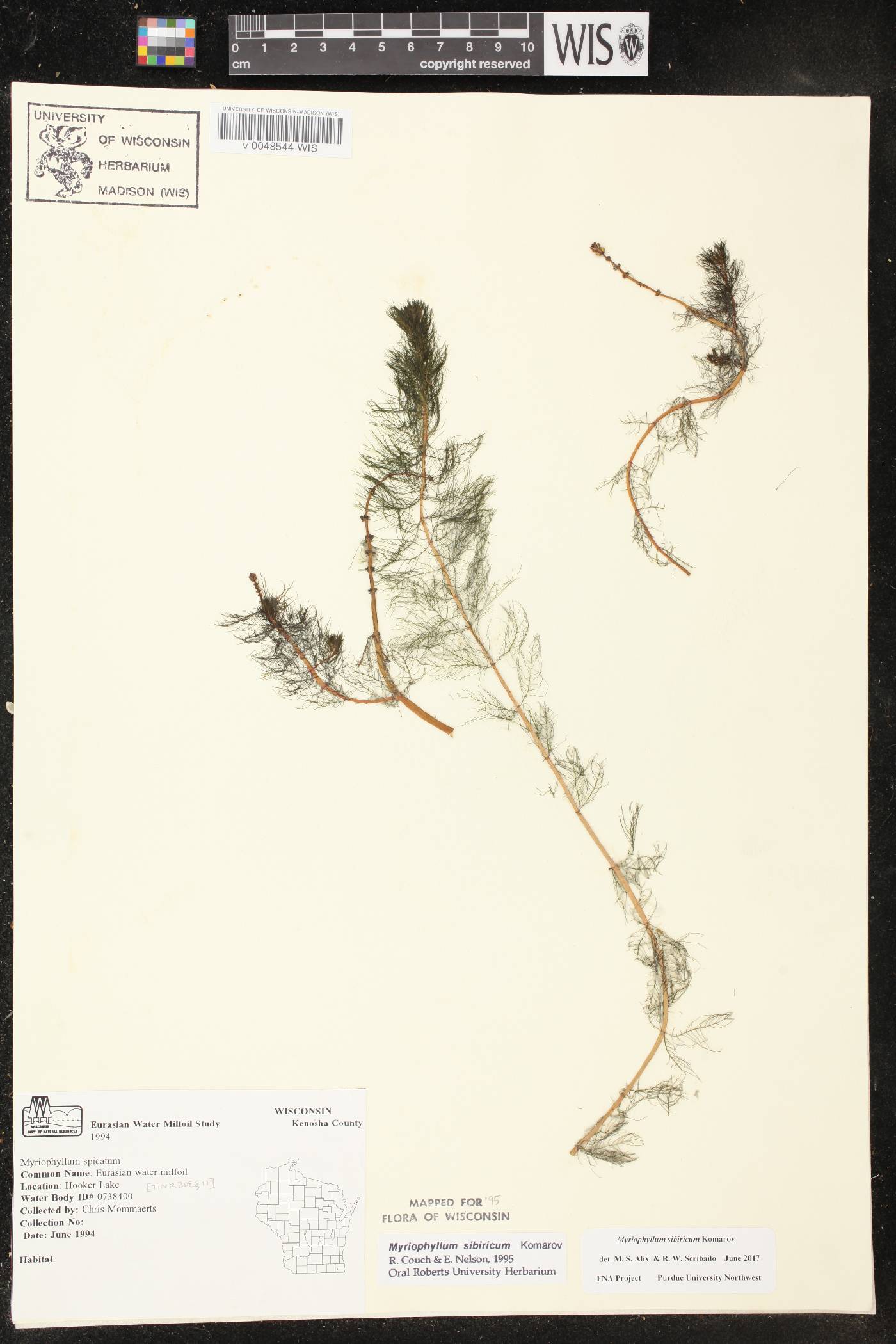Myriophyllum sibiricum image