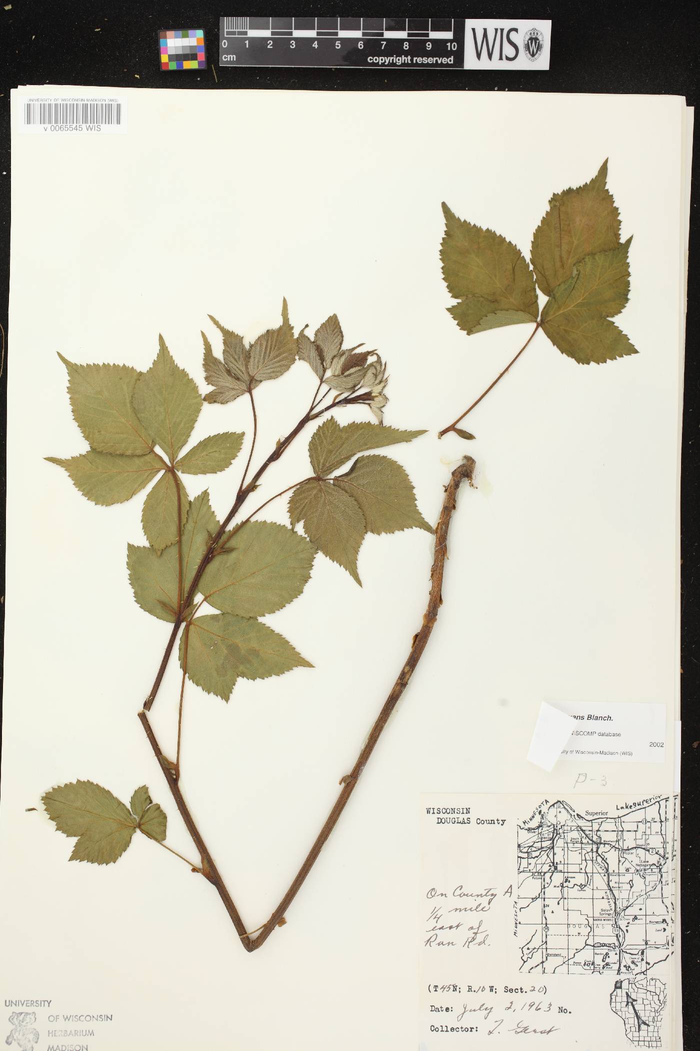 Rubus pensilvanicus image