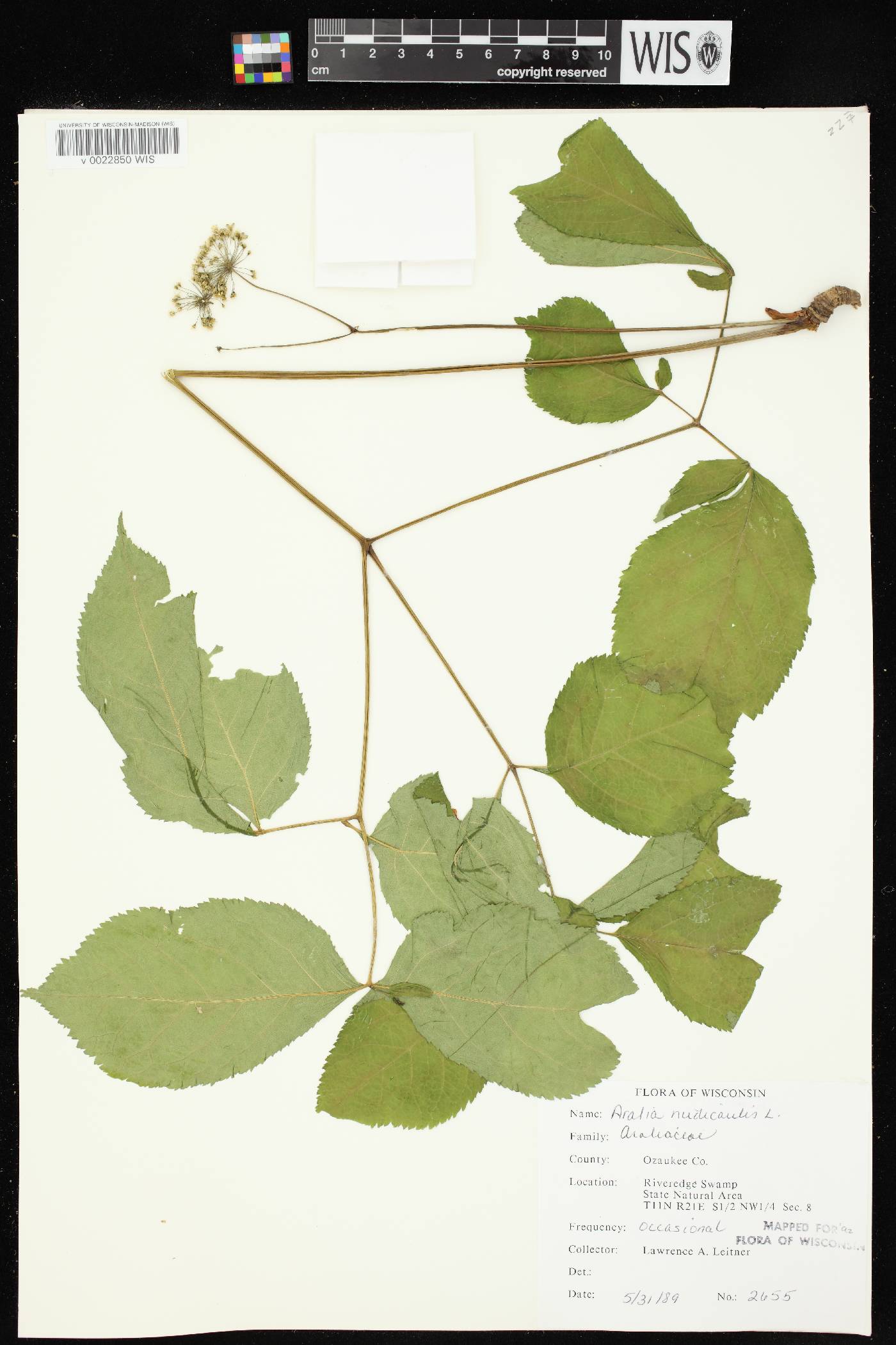 Aralia nudicaulis image