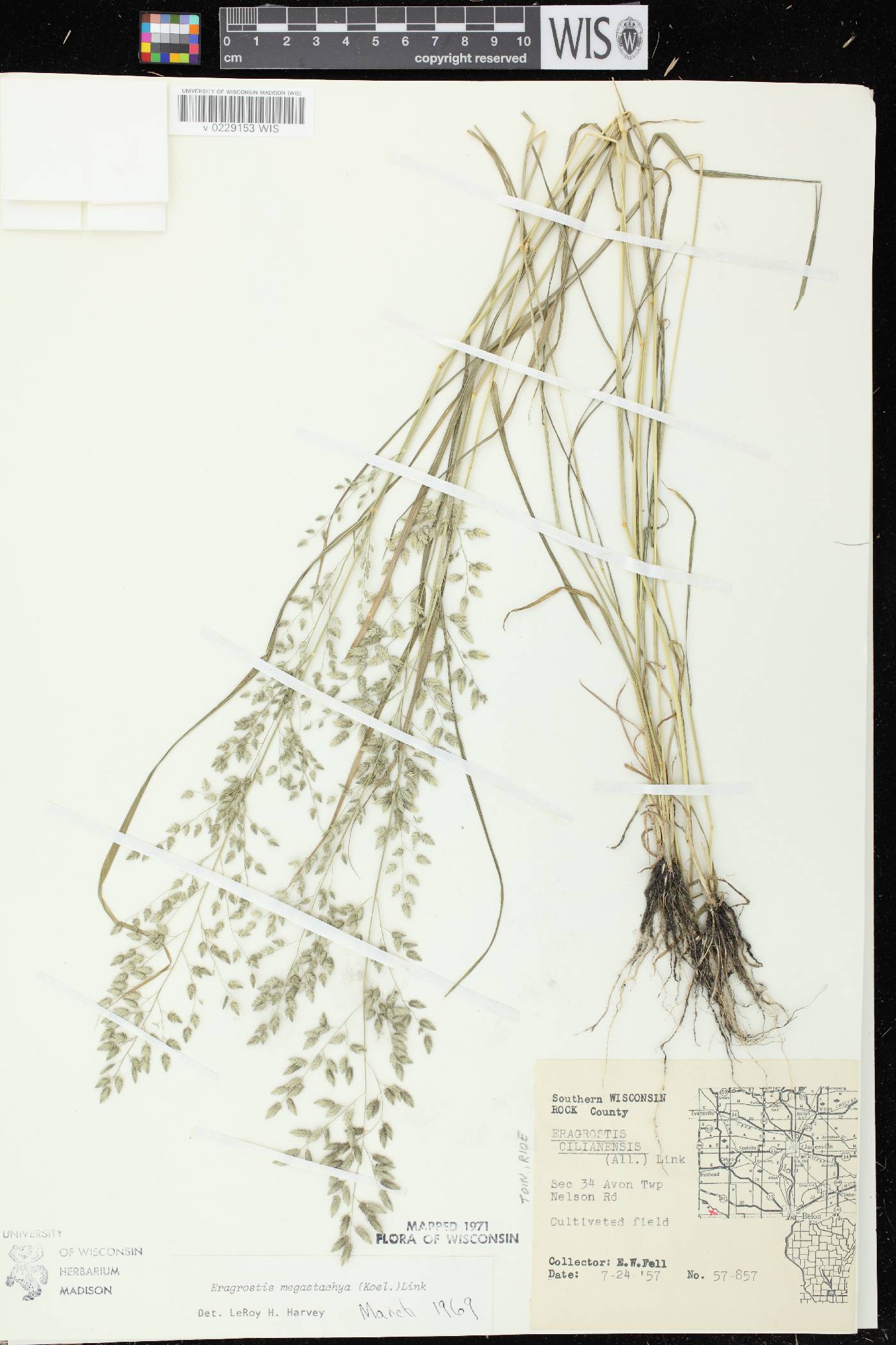 Eragrostis cilianensis image