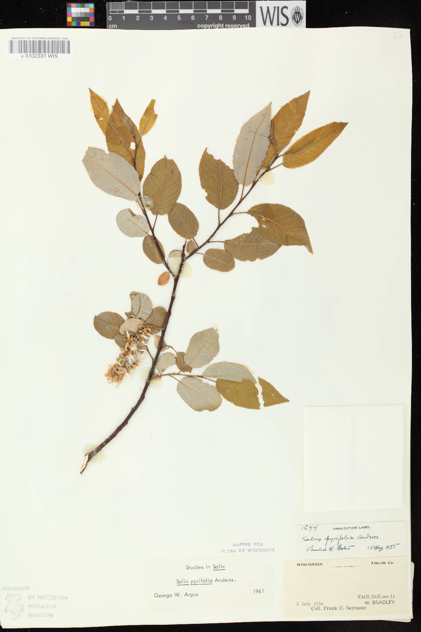 Salix pyrifolia image