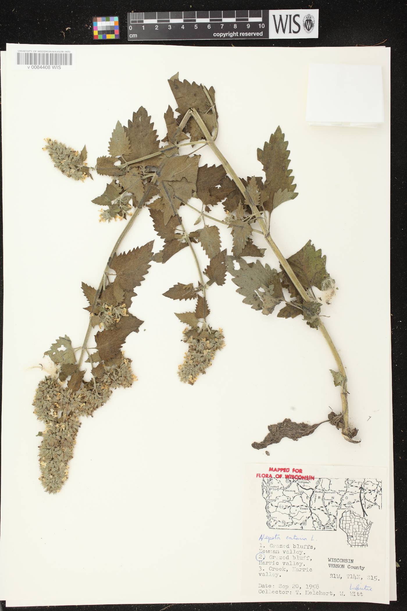 Nepeta cataria image