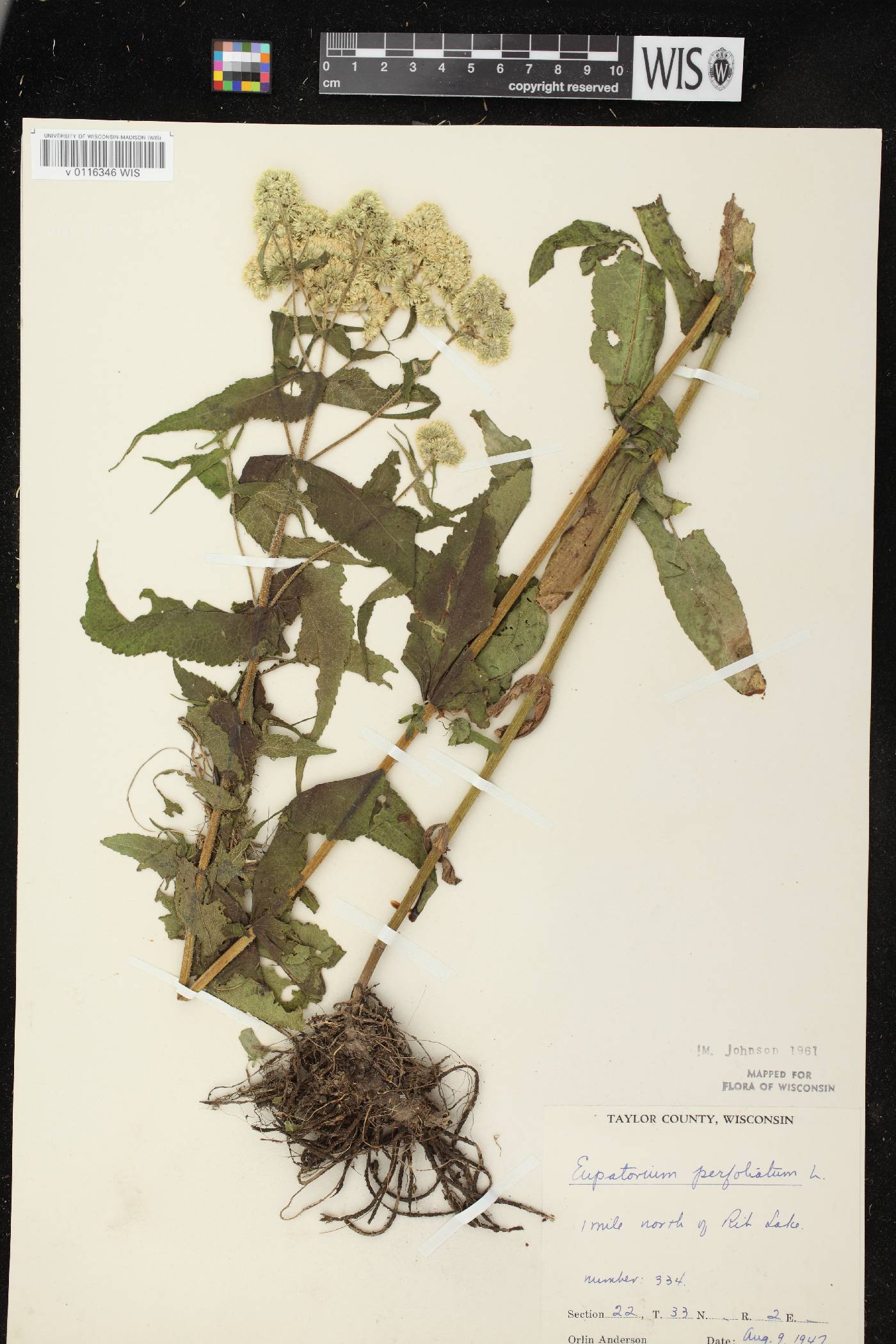 Eupatorium perfoliatum image