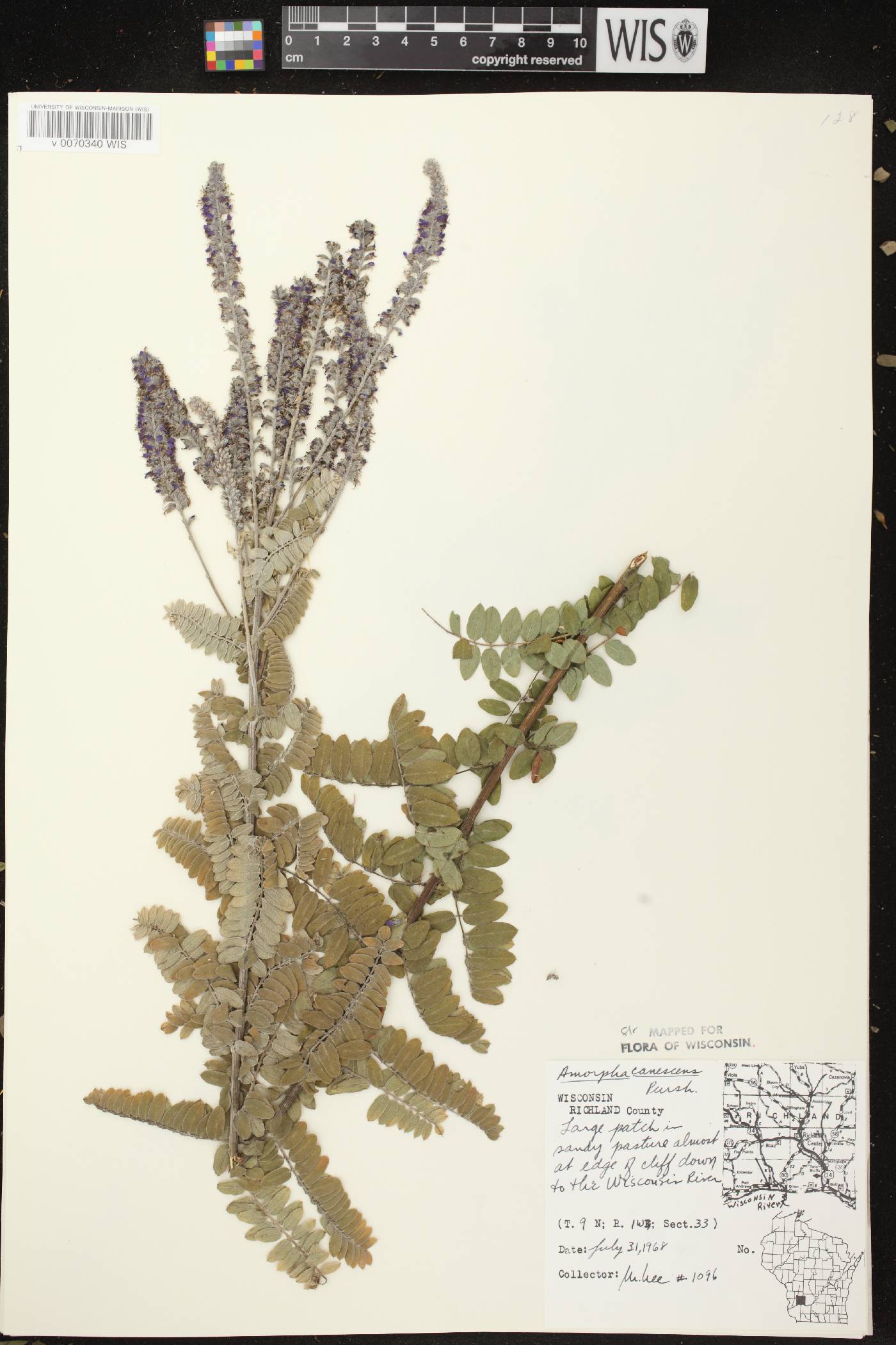 Amorpha canescens image