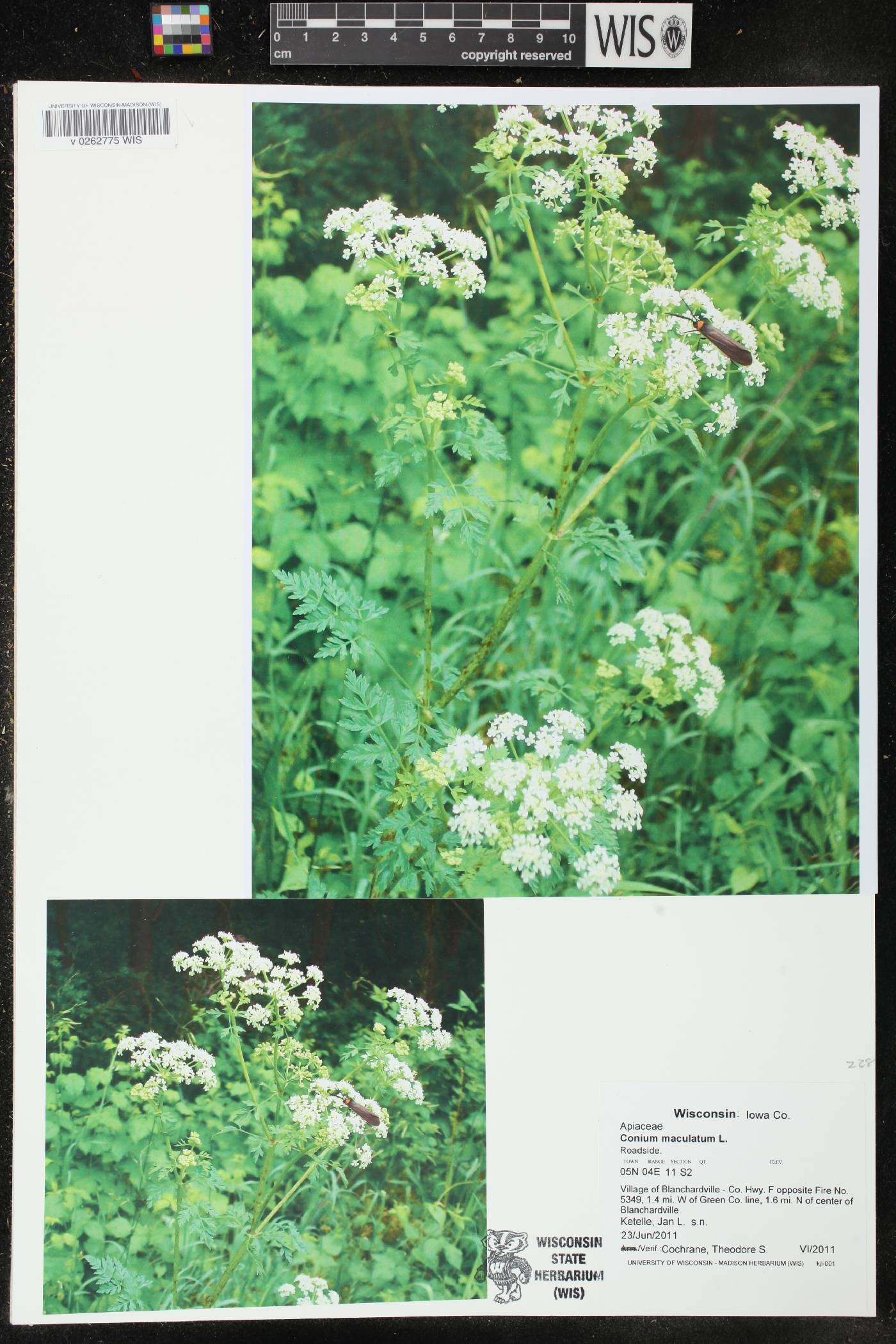 Conium maculatum image