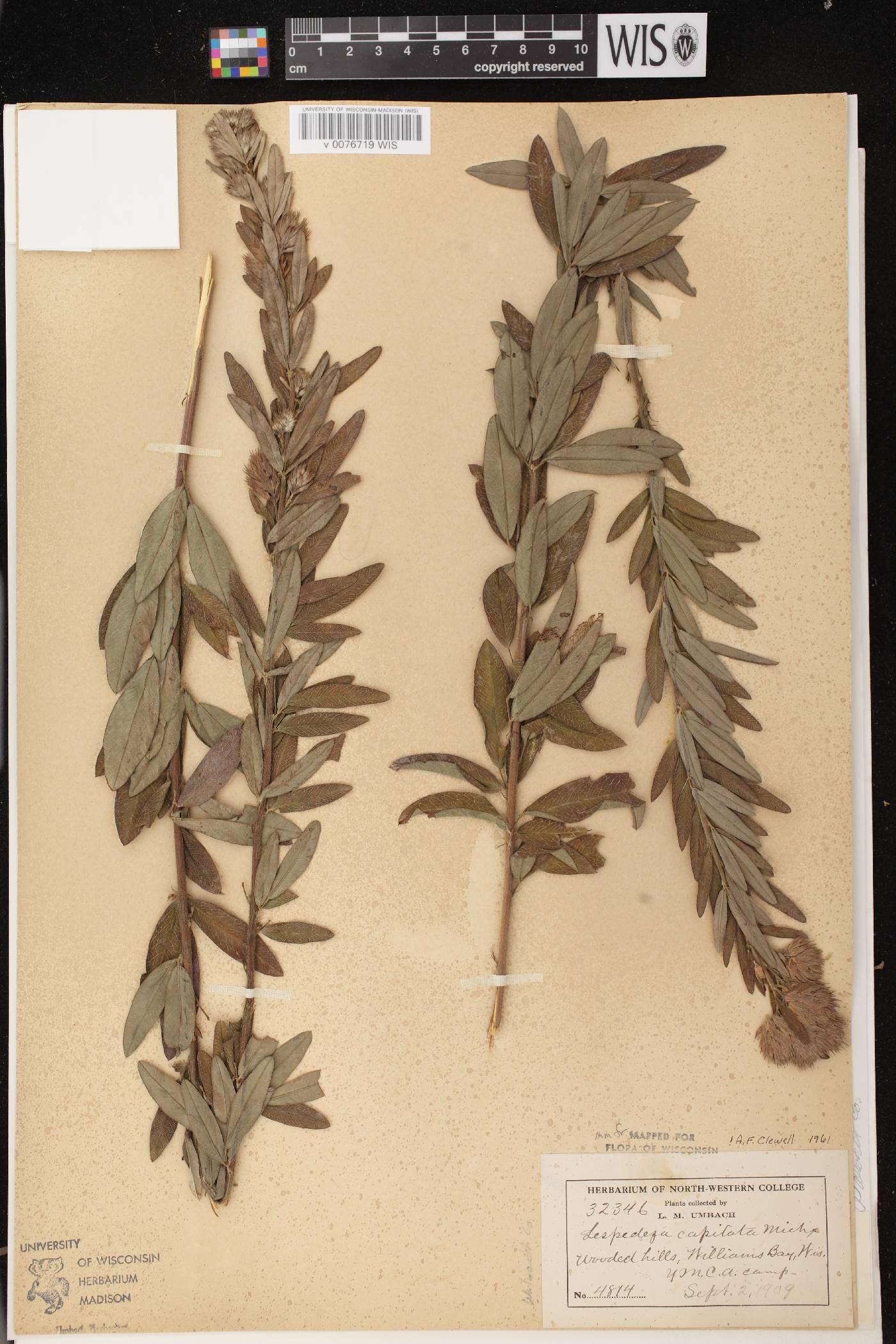 Lespedeza capitata image