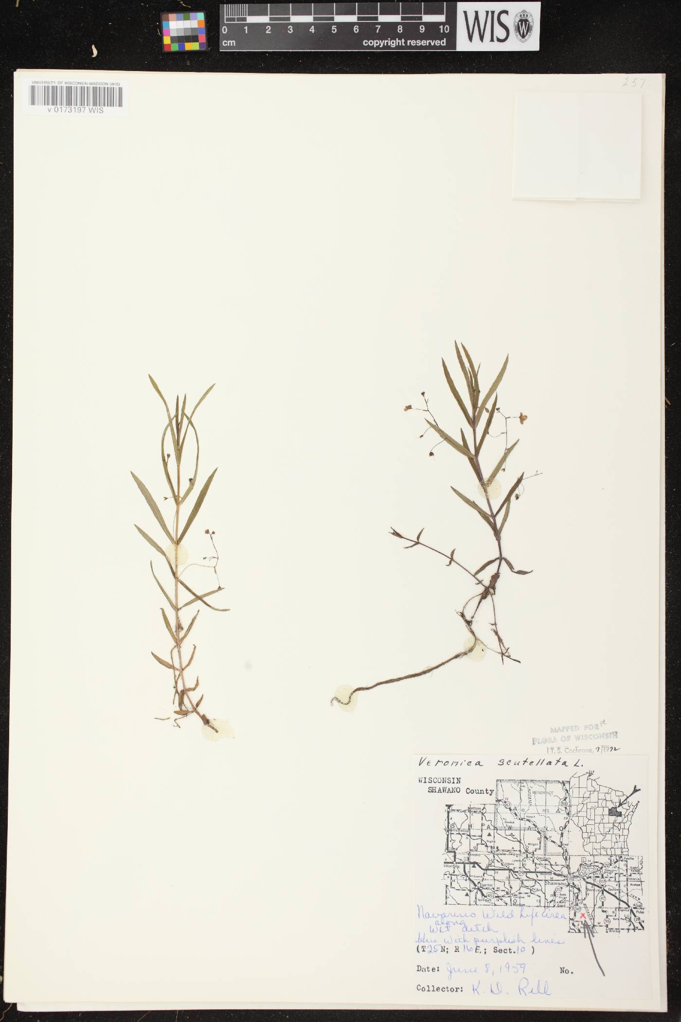 Veronica scutellata image