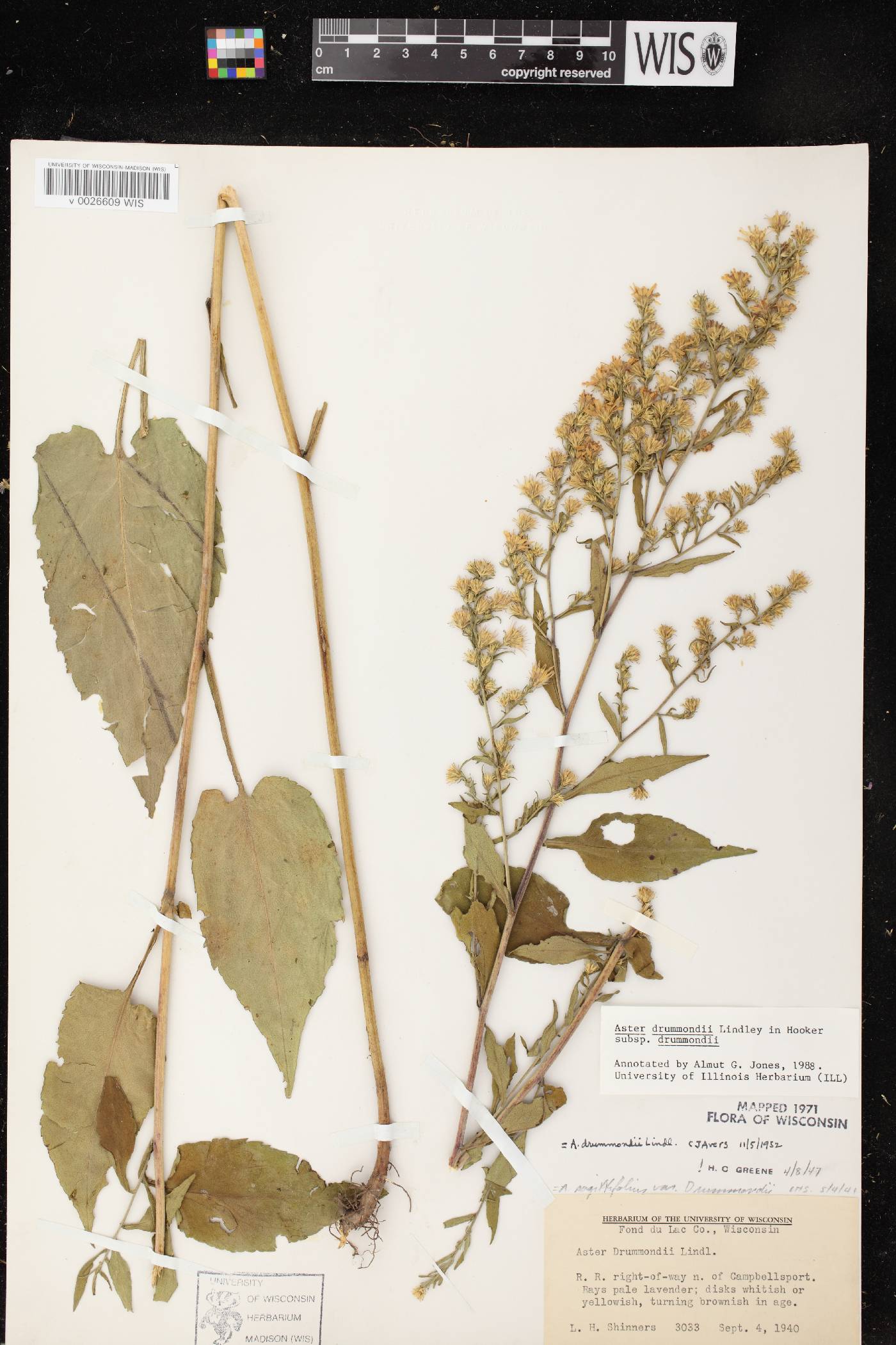 Symphyotrichum drummondii var. drummondii image