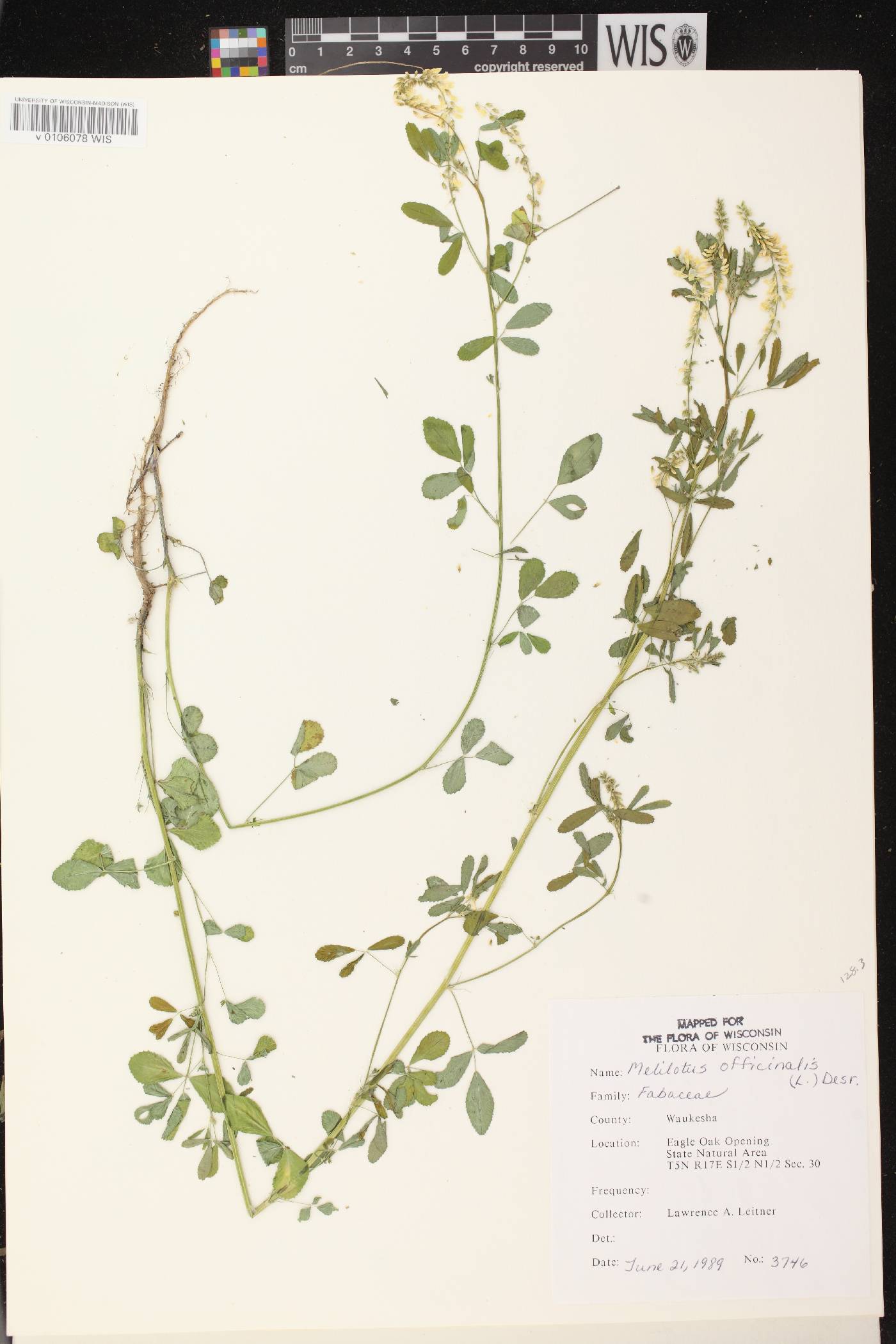 Melilotus officinalis image