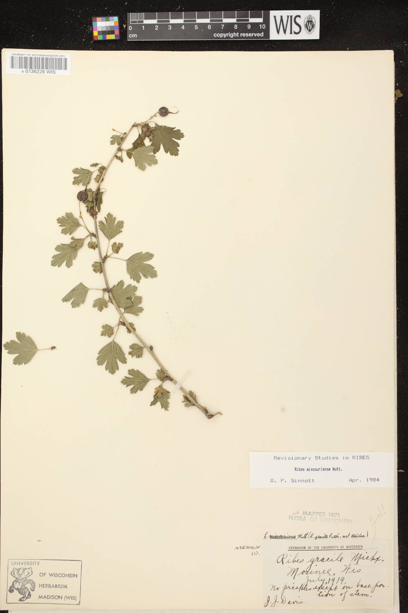 Ribes missouriense image