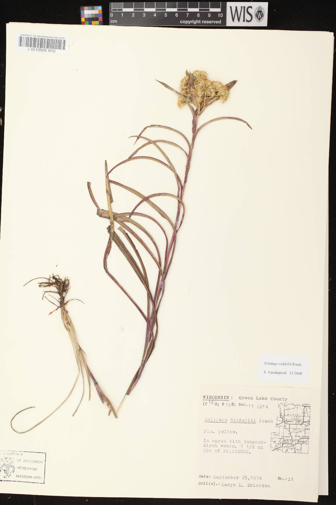Solidago riddellii image
