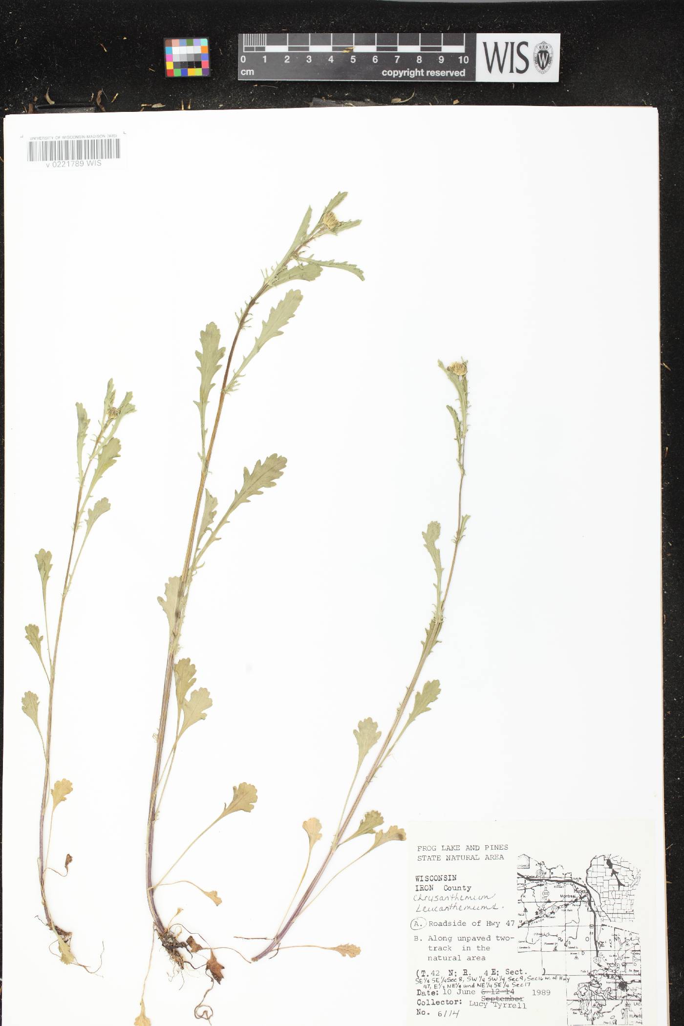 Leucanthemum vulgare image