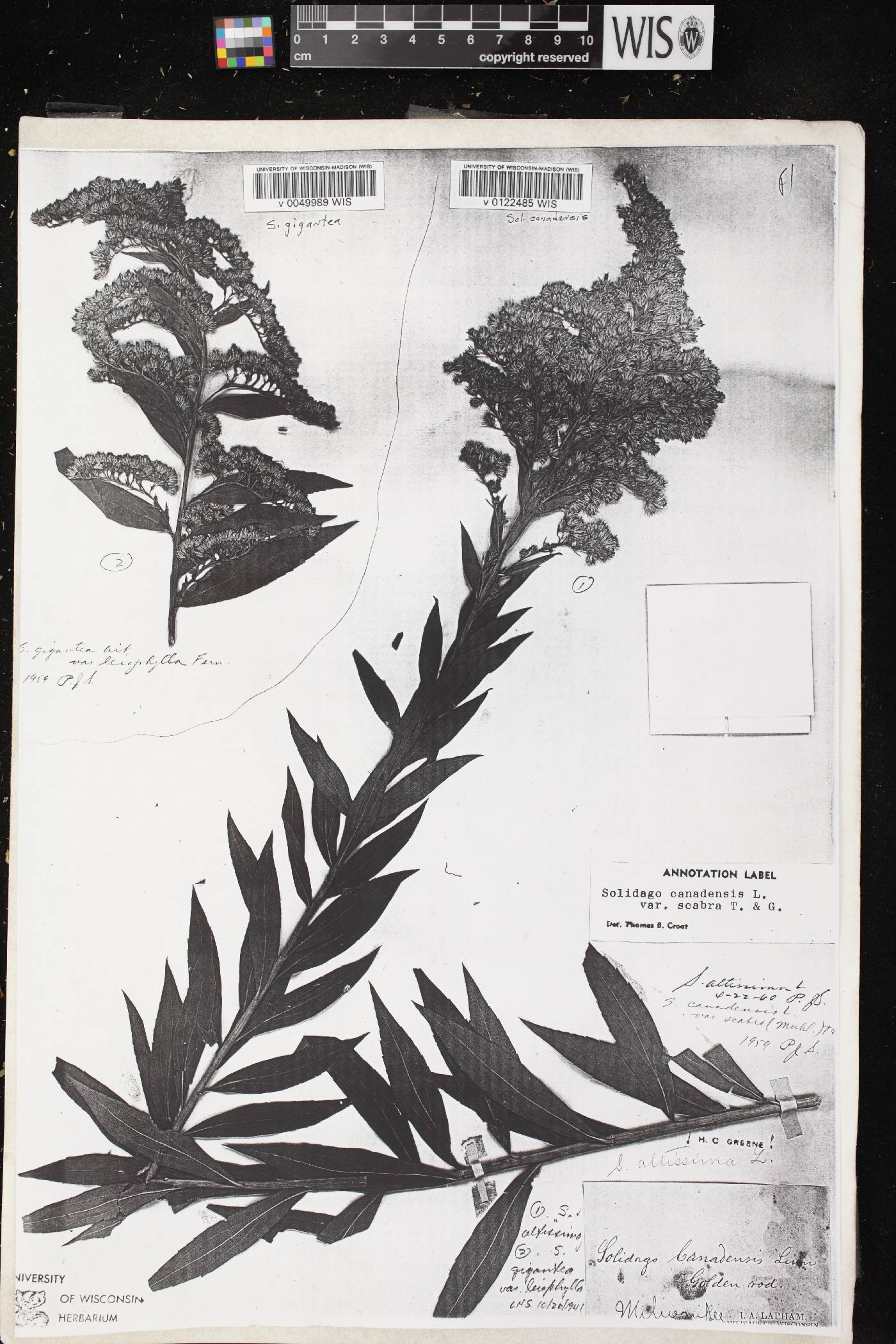 Solidago altissima subsp. altissima image
