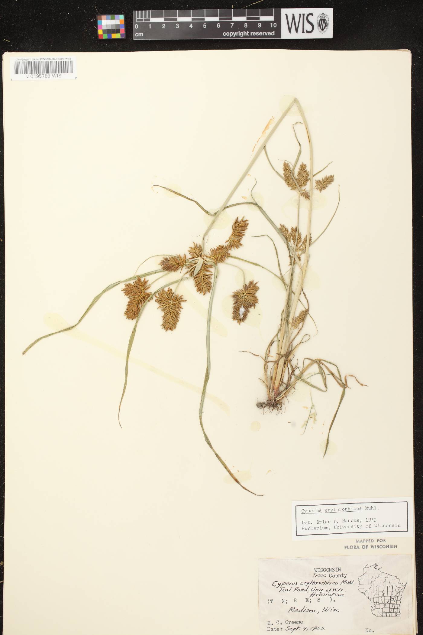 Cyperus erythrorhizos image